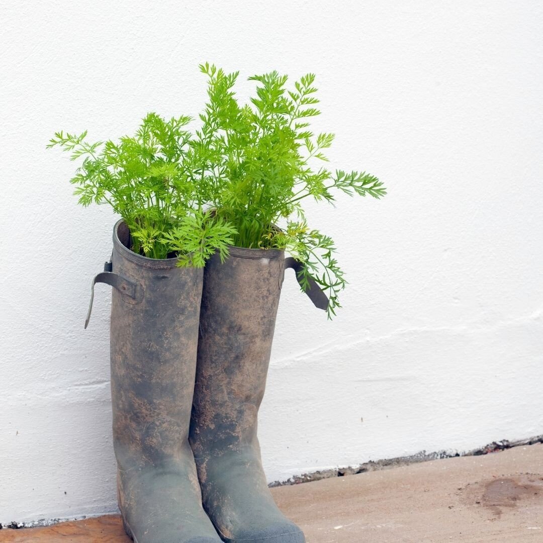 🥕Yesterday we told you how to get an indoor garden going. Today, we share 4 of the easiest and most useful veggies to cultivate. 🥕

🥕SALAD GREENS
These guys couldn&rsquo;t be easier: Just water every day, get your scissors, and custom-snip yoursel