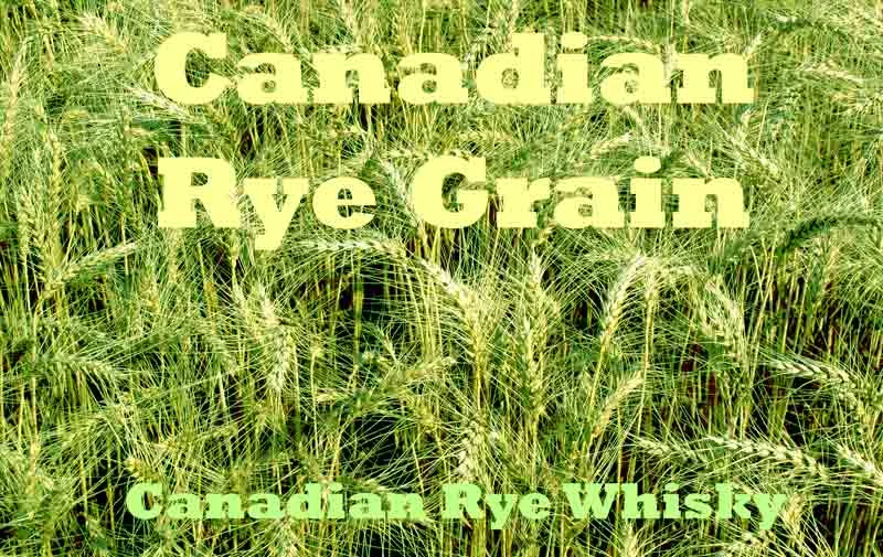 Why is Canadian whisky called rye?
