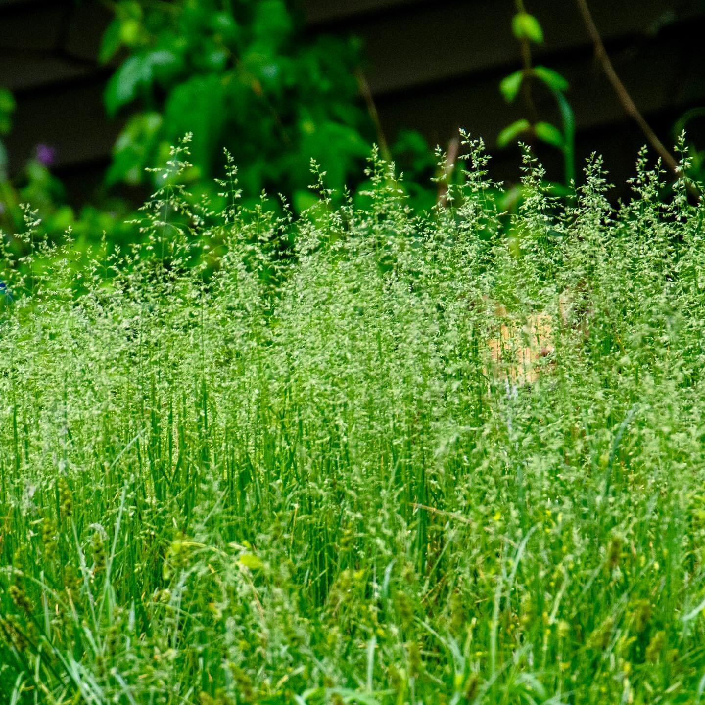 A fox is hiding
In the tall grass by my house.
You&rsquo;re not so sly, fox.

#haiku #haikutoyoutoo #foxhaiku