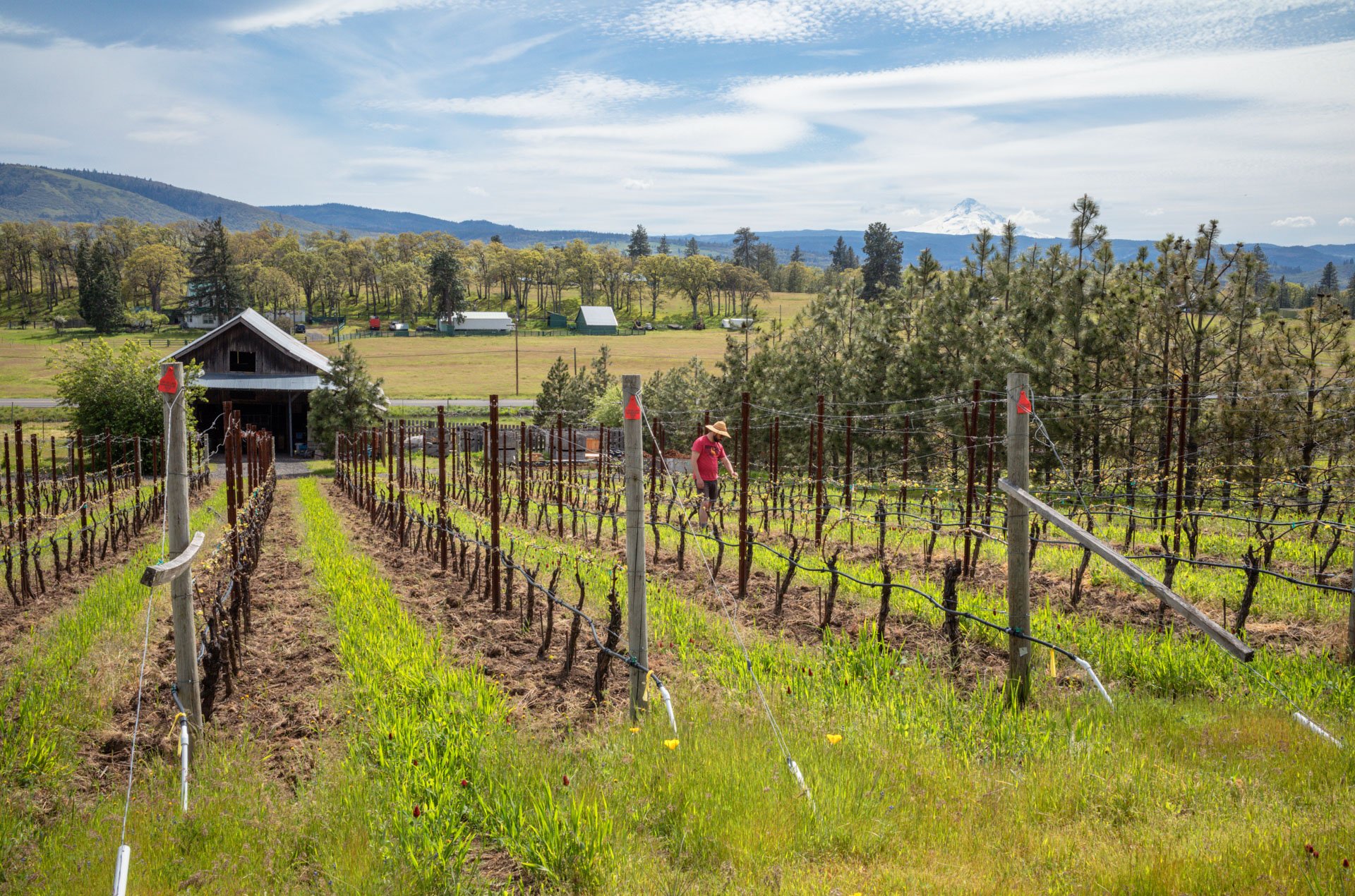 Cor Cellars Vineyards, Lyle, WA