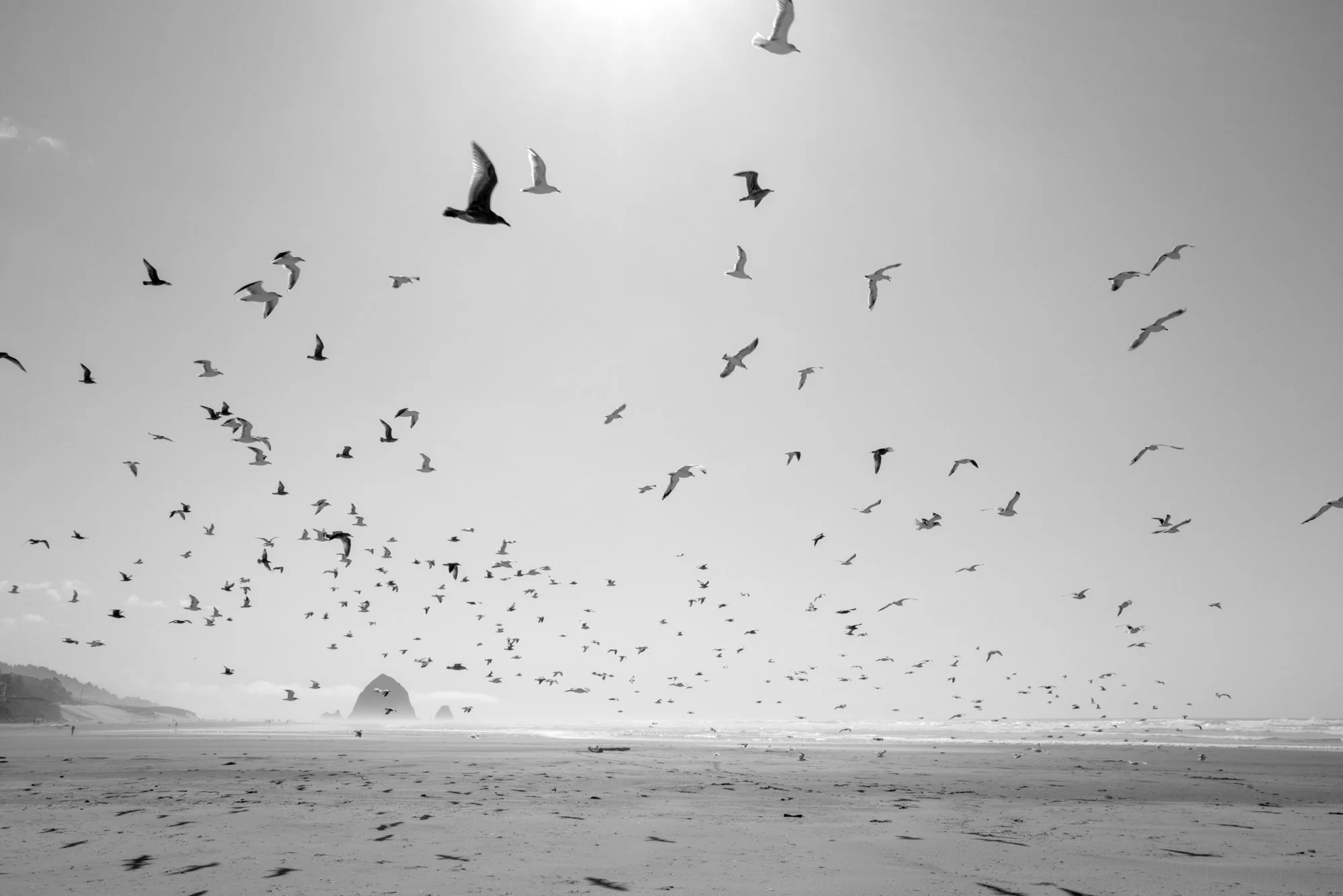 Seagulls_Print Entrada_NotSharp.jpg