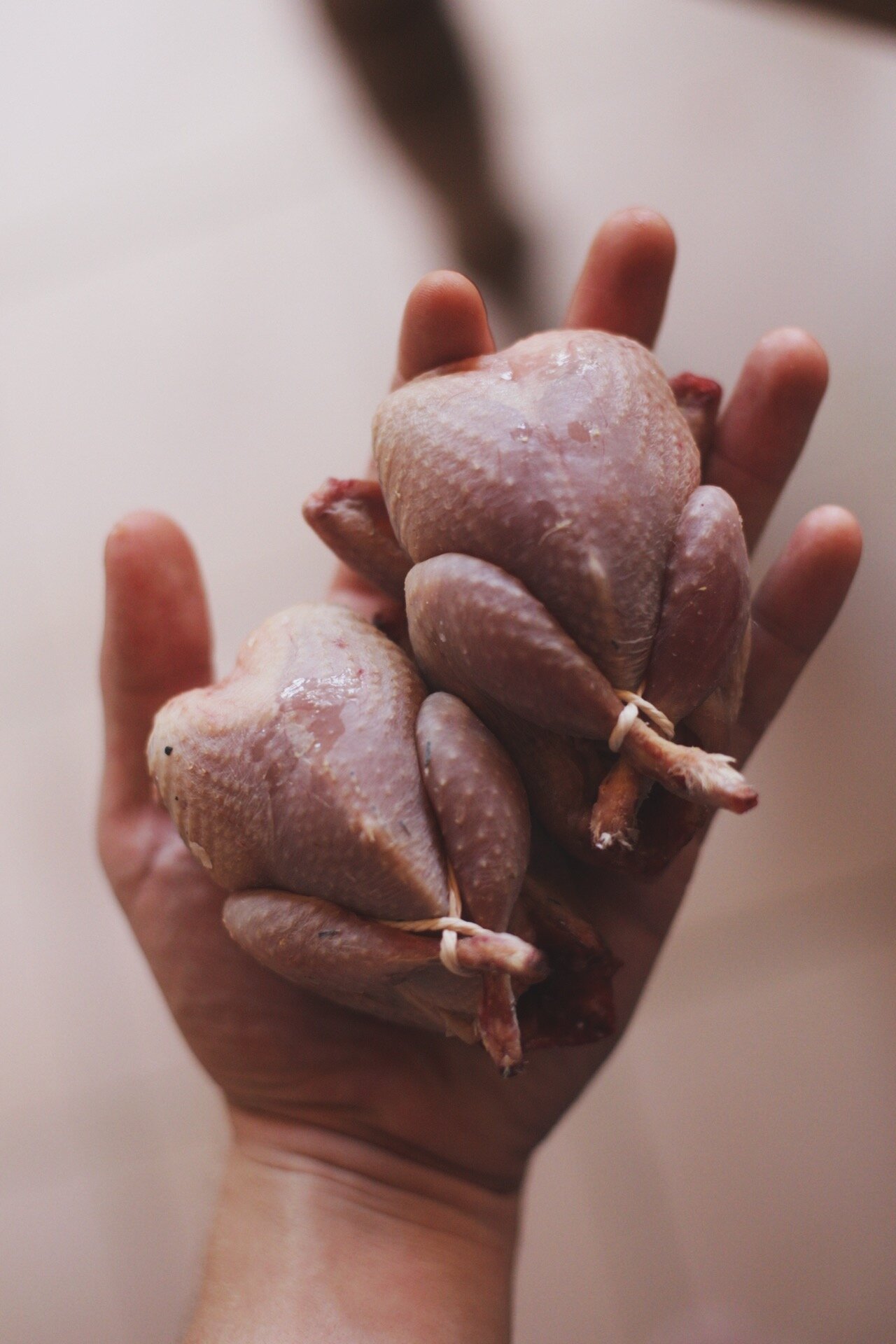 Quail