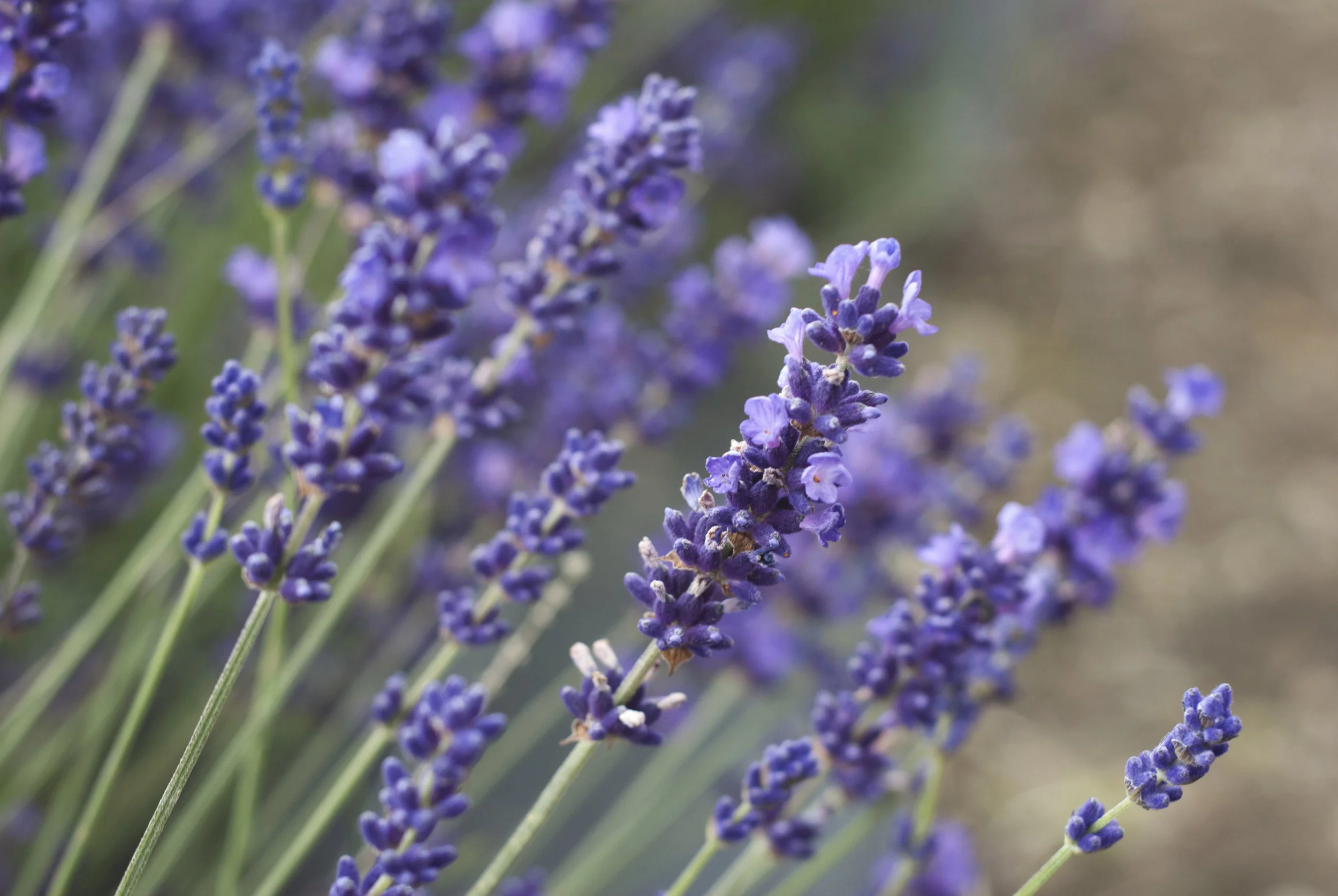 What are the benefits of aromatherapy?