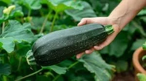 Healthy Zucchini Muffins 