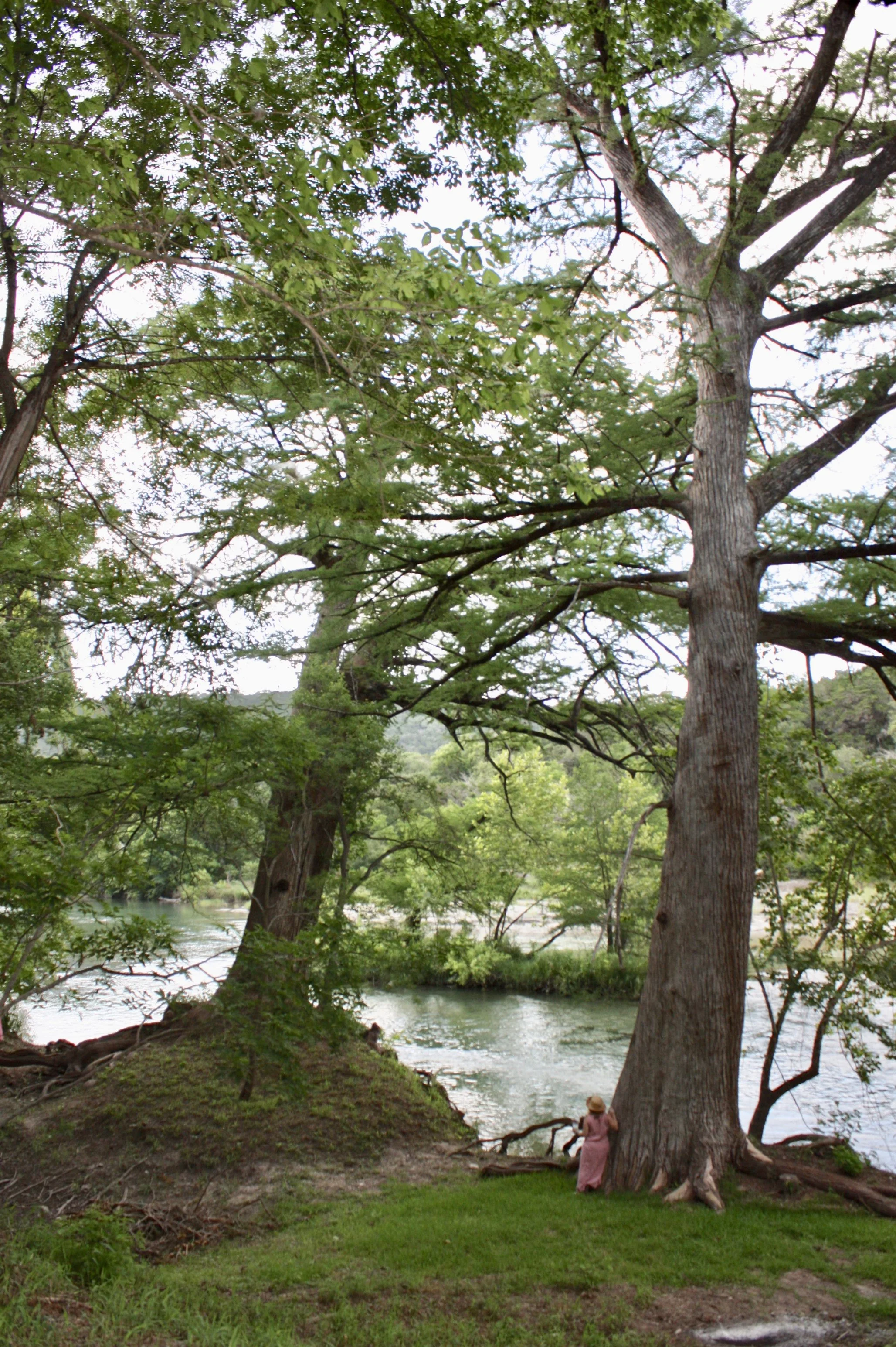 GRRR Laura and Giant Cypress.jpeg