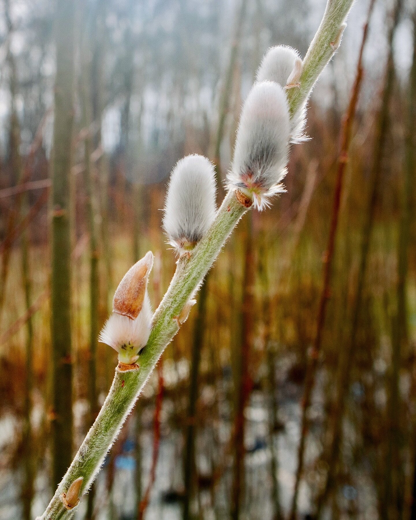 Already popping! The pollinators will be happy 🐝 

&bull;

#willowgrowing #catkins #willowcatkins