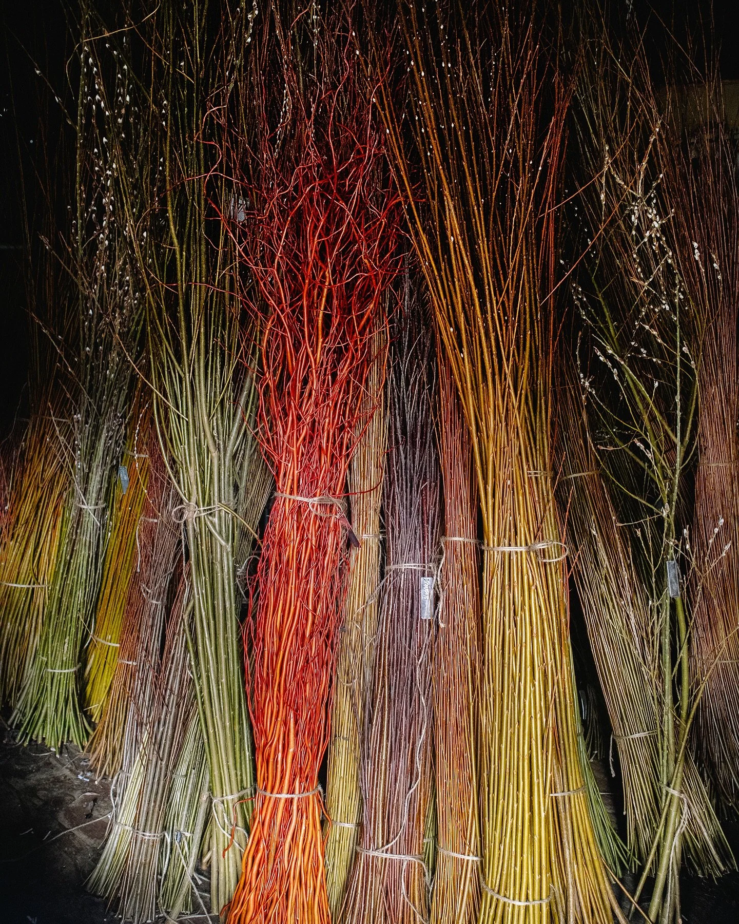 Snow&rsquo;s gone, shears are back at work. About halfway through harvesting our willows, forever in awe of the vibrancy 🌿 

&bull;

#willowgrowing 
#willowharvest 
#smallfarmlife