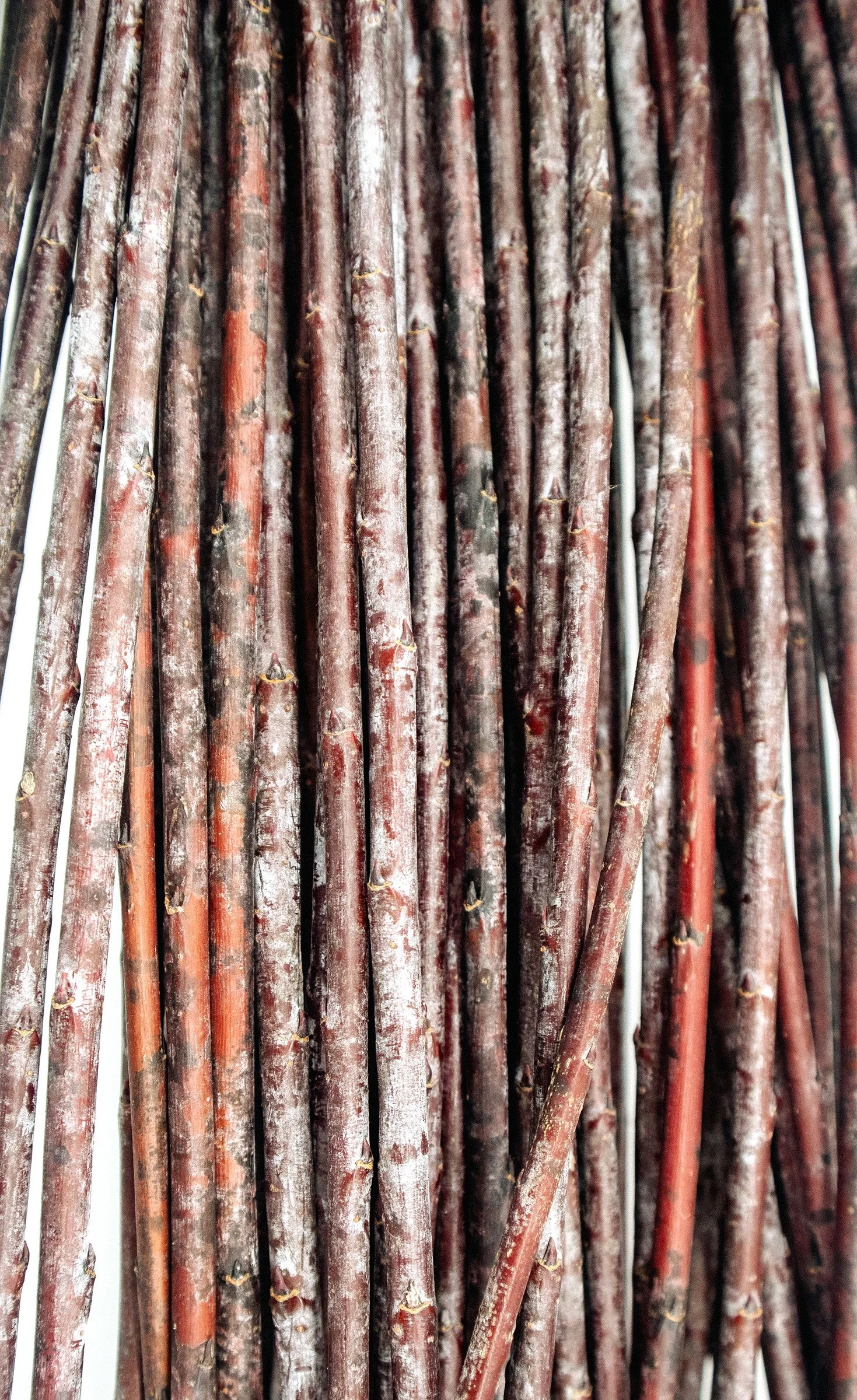 Acutifolia Dormant