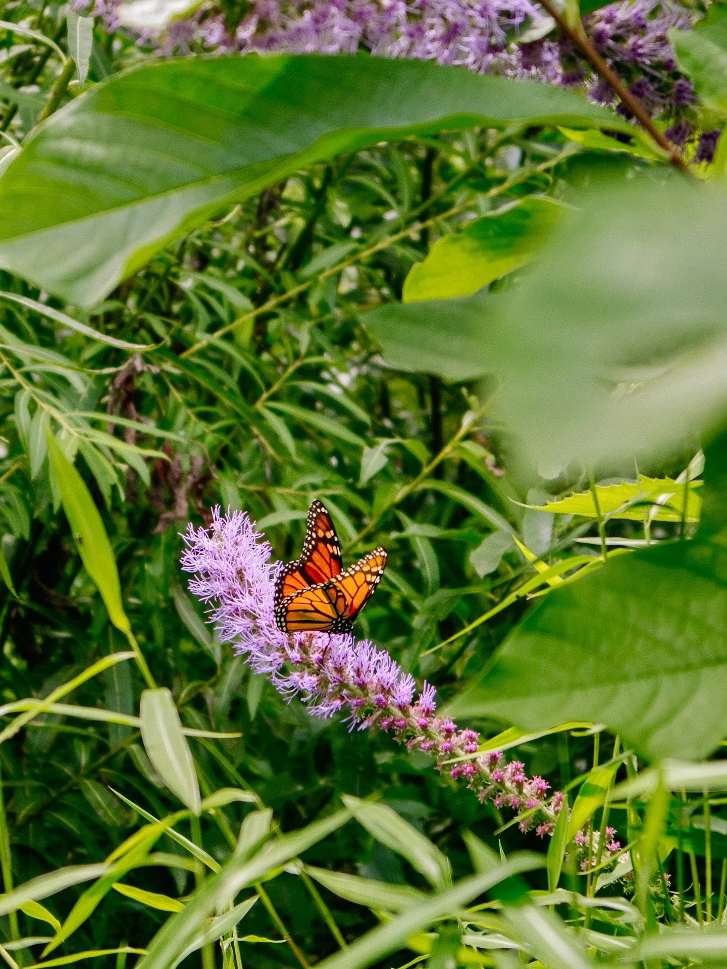 Sweet summer scenes 🦋 🐢 🪹