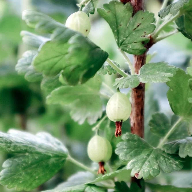 June 2020 Gooseberry-1-website.jpg