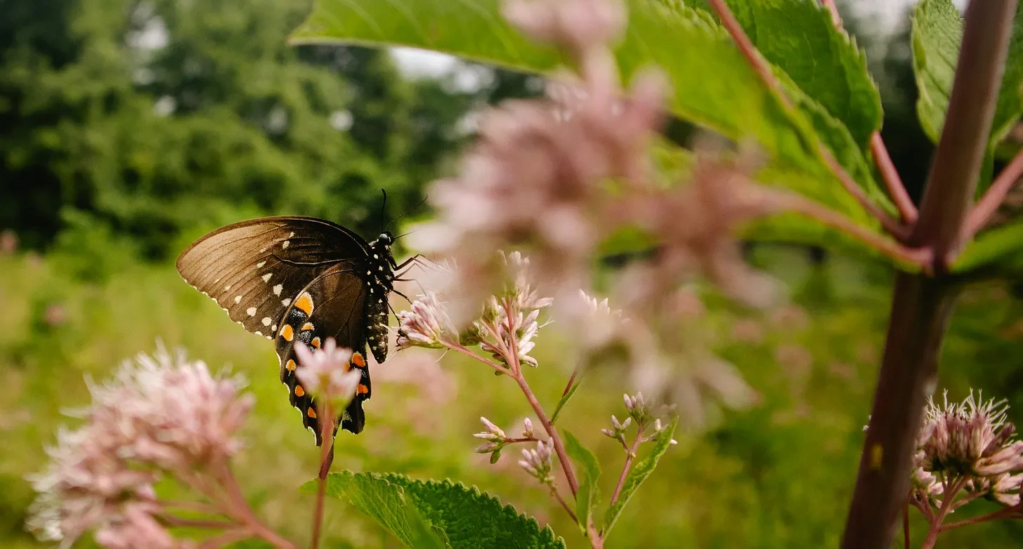 Field Notes Archive - July 2024