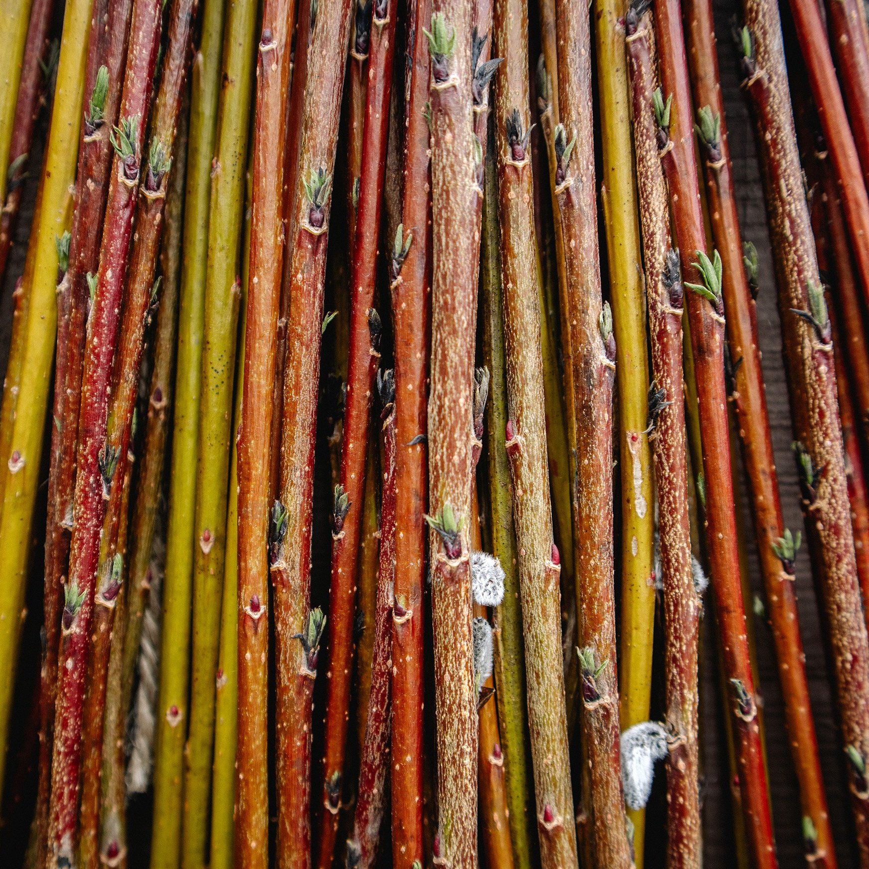 willow-cuttings-SALIX-PURPUREA-1a.jpg