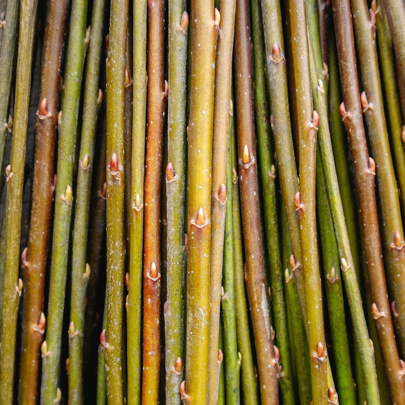 willow-cuttings-SMITHS-2a.jpg