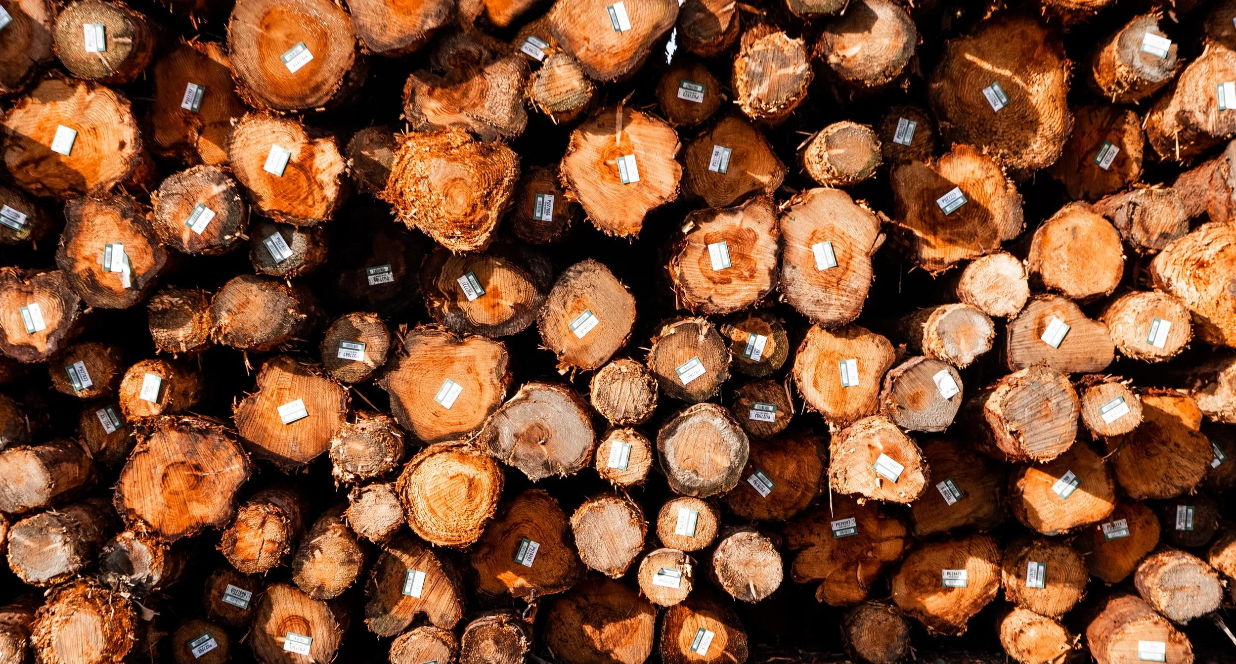 The Property Owner’s Guide to Identifying the Best Logging Companies and Timber Buyers