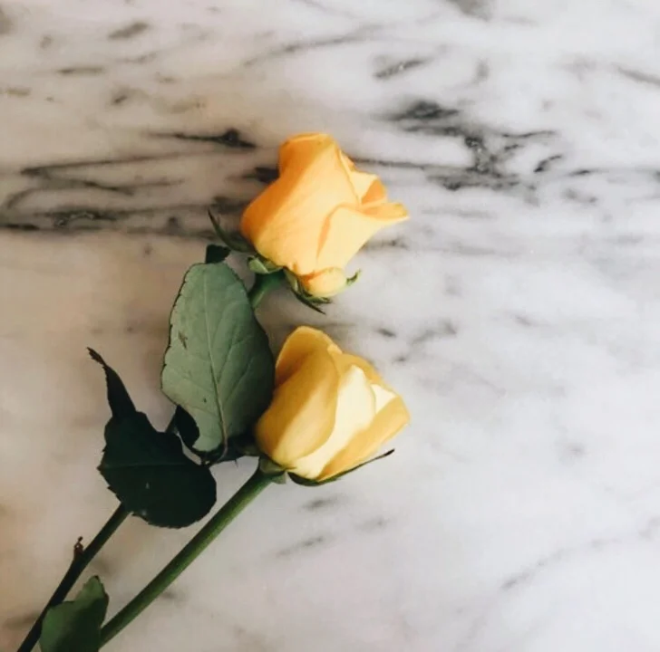 The Yellow Rose Tradition