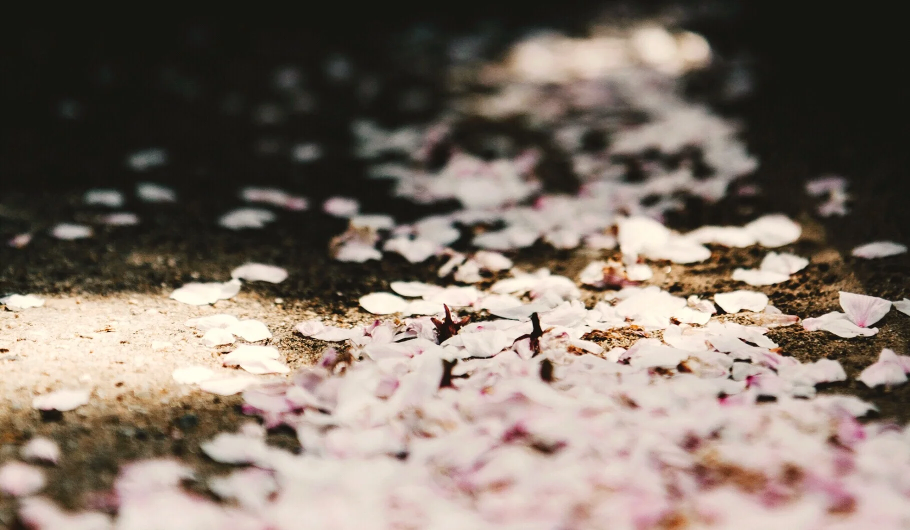 The Little Flower Girl