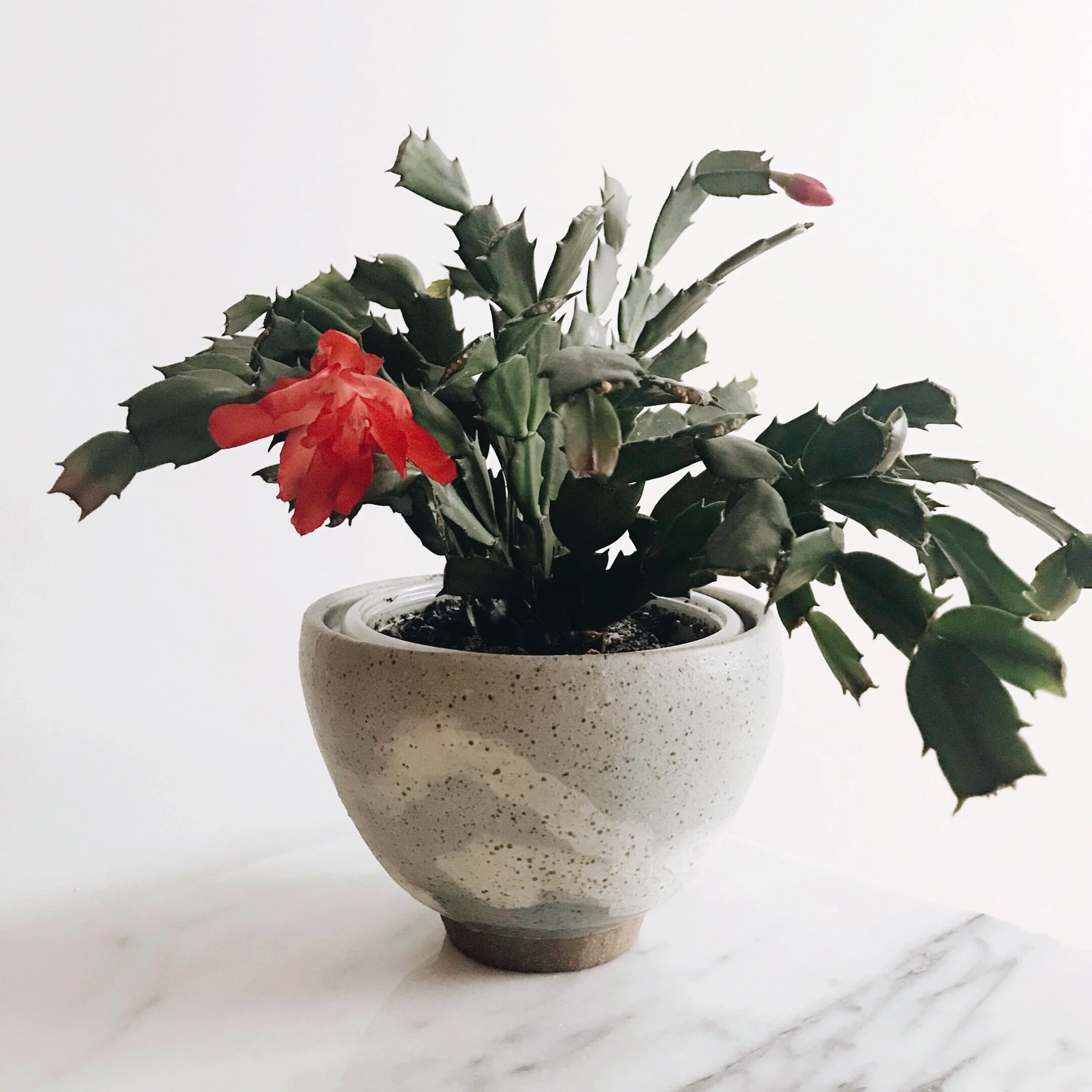 Audacious and Unexpected