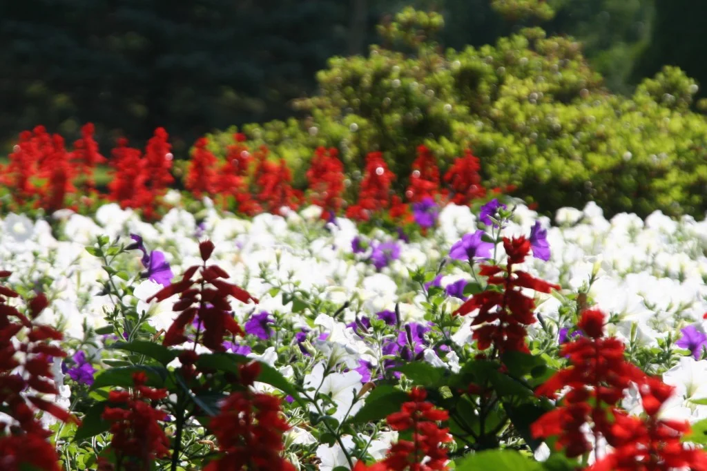 800 Pictures of Beauty