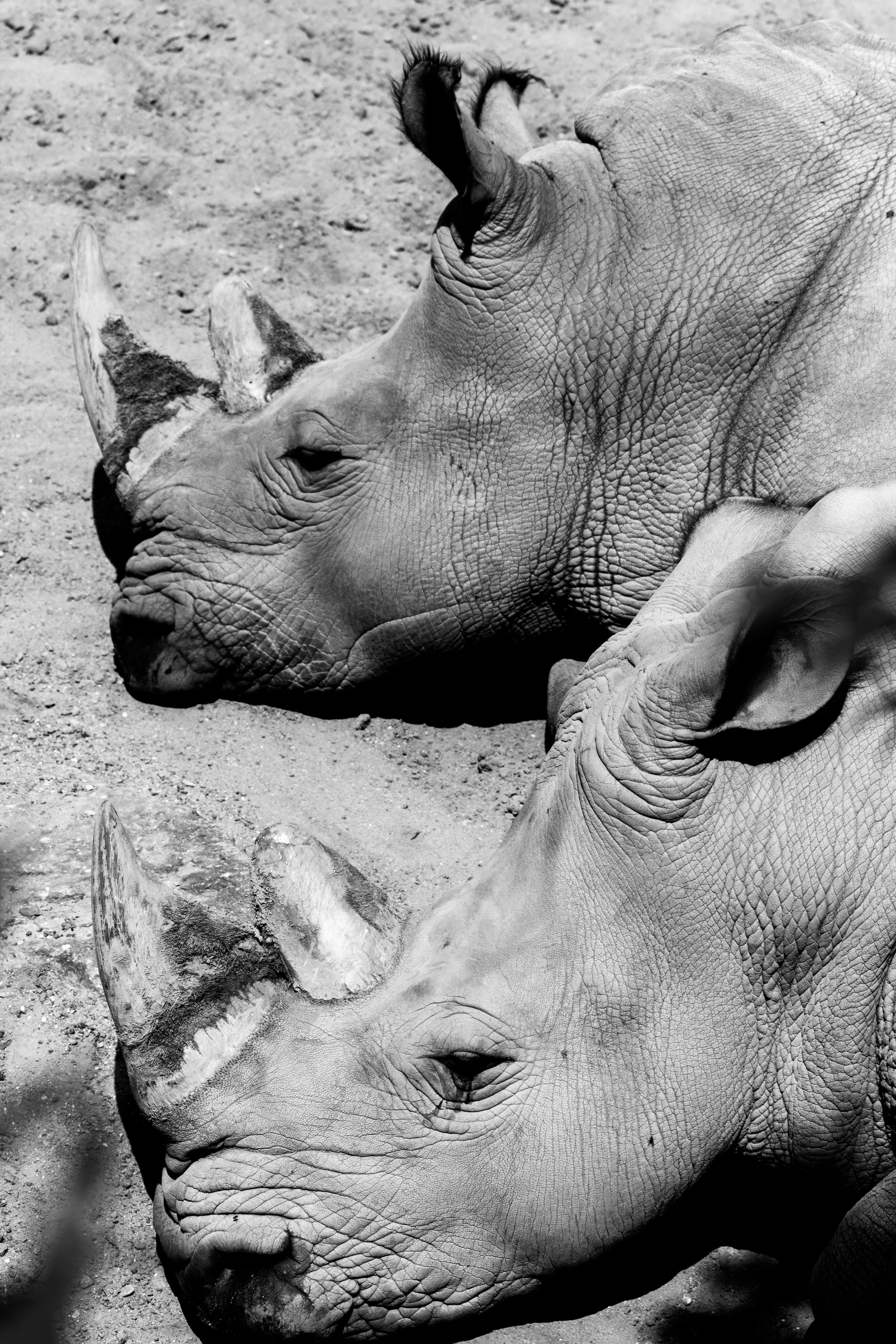 Rhino black and white.jpg