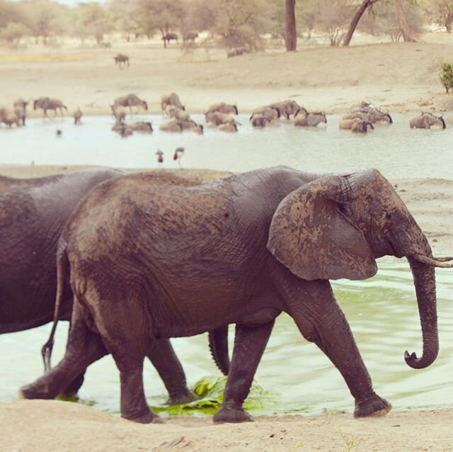 Catching elephant families at a waterhole is always rewarding! Link in bio!
