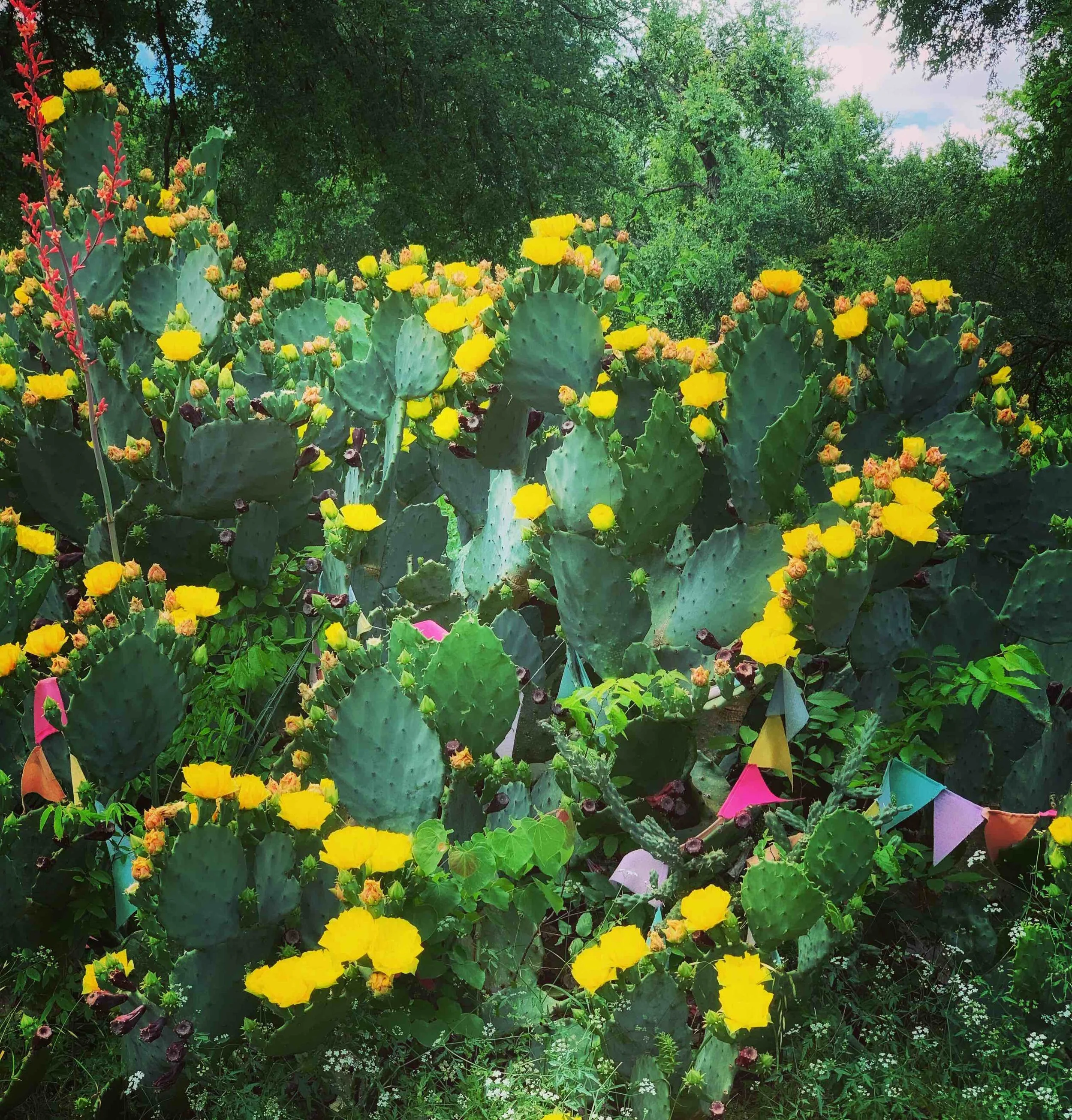 To Bloom Or Not To Bloom