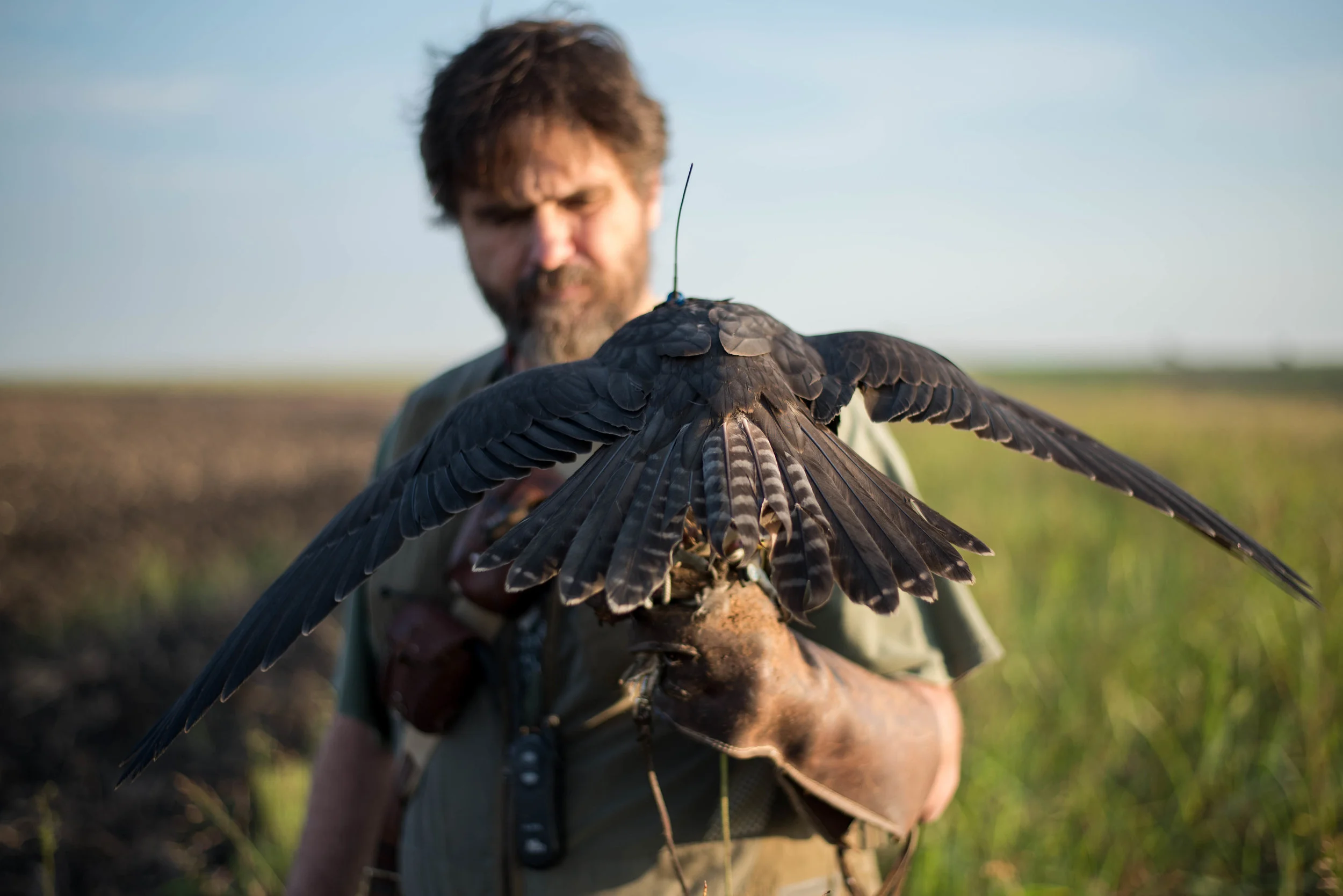 Kessler holds a male hawk in his gloved fist after a hunt. The antennae wire transmits the bird’s location to a portable GPS. Often, hawks damage or break their tail feathers, and a falconer with mend the tail by fixing new feather over the broken o…