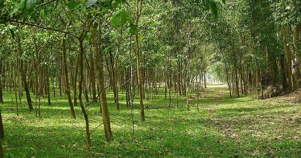 Houtbouw versus ontbossing