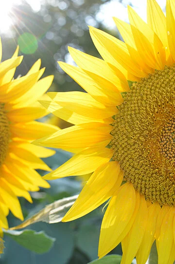 Sunflower1.jpg