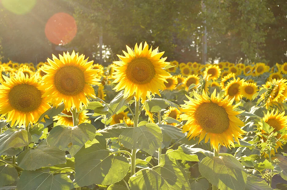 Sunflower2.jpg