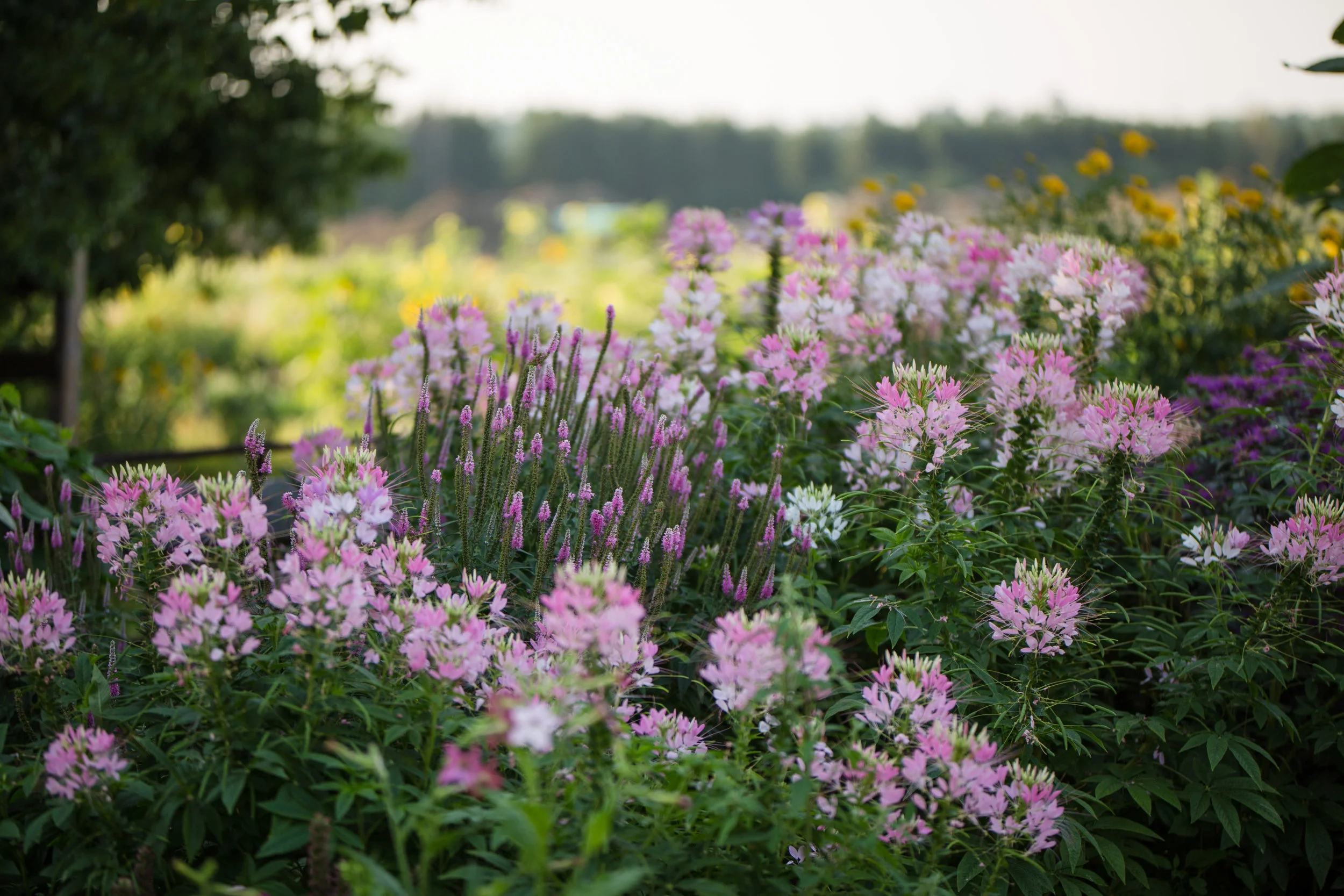 HendricksFarm-78-PRINT.jpg