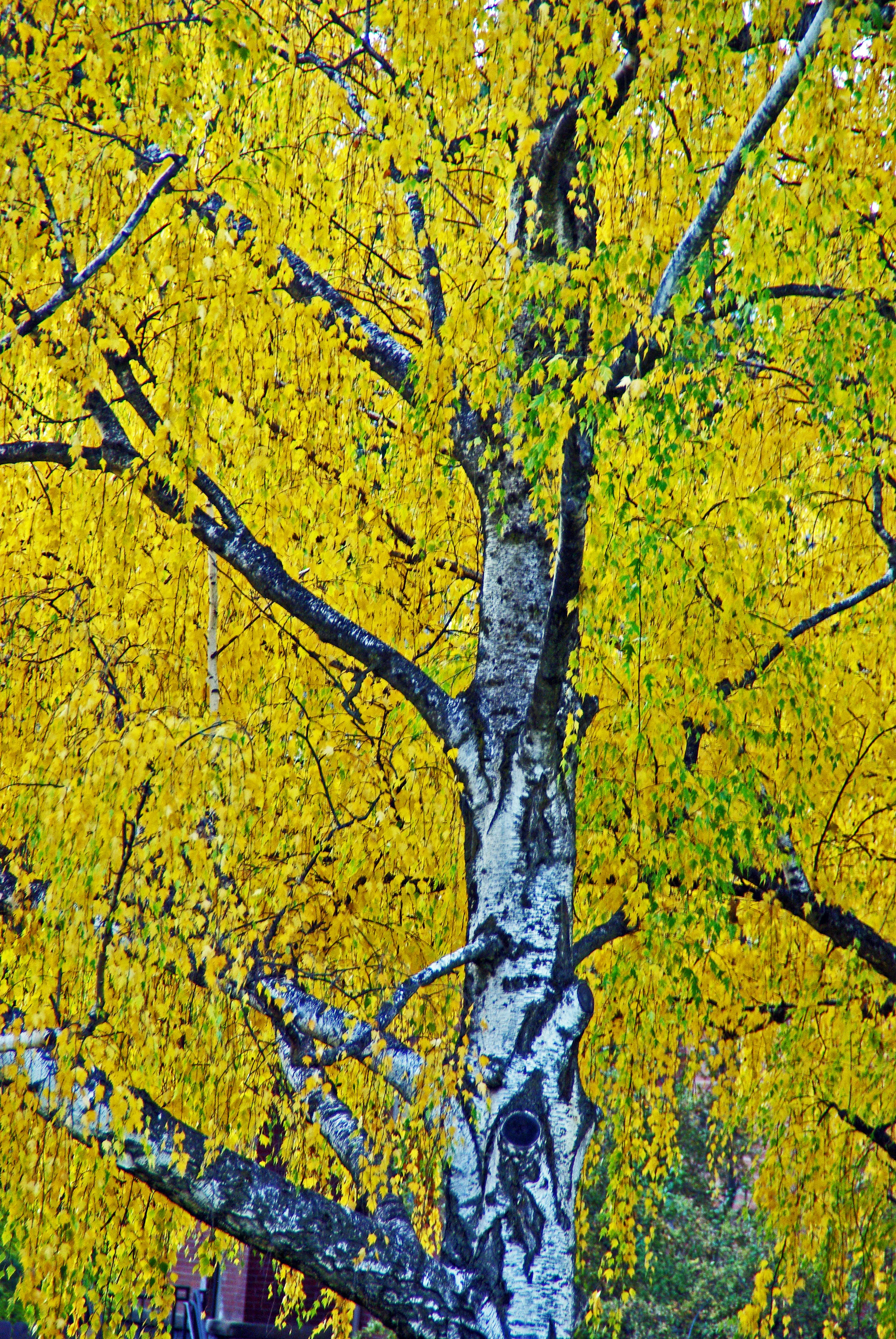 Tree with an Attitude