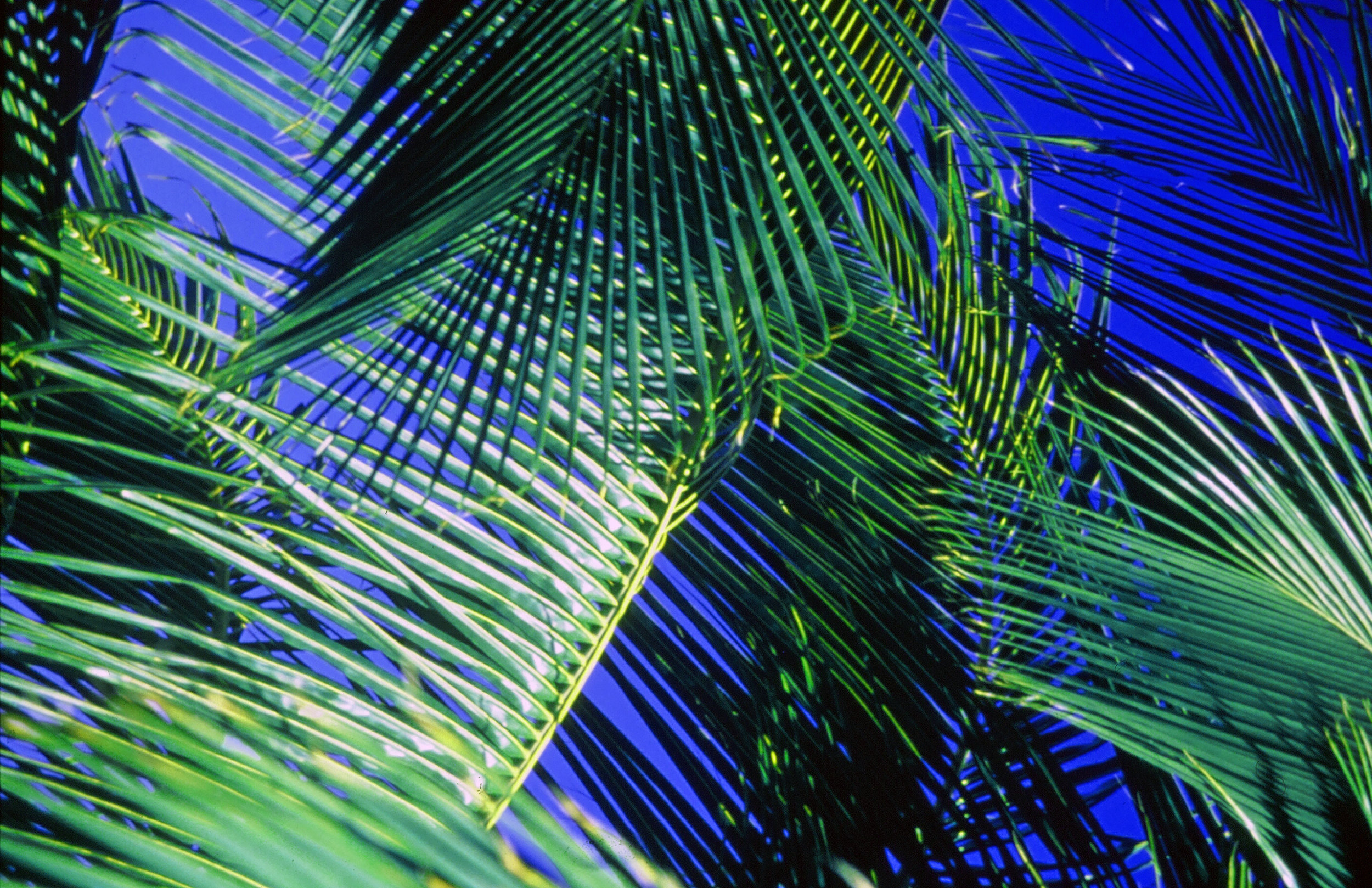 Palm Fronds