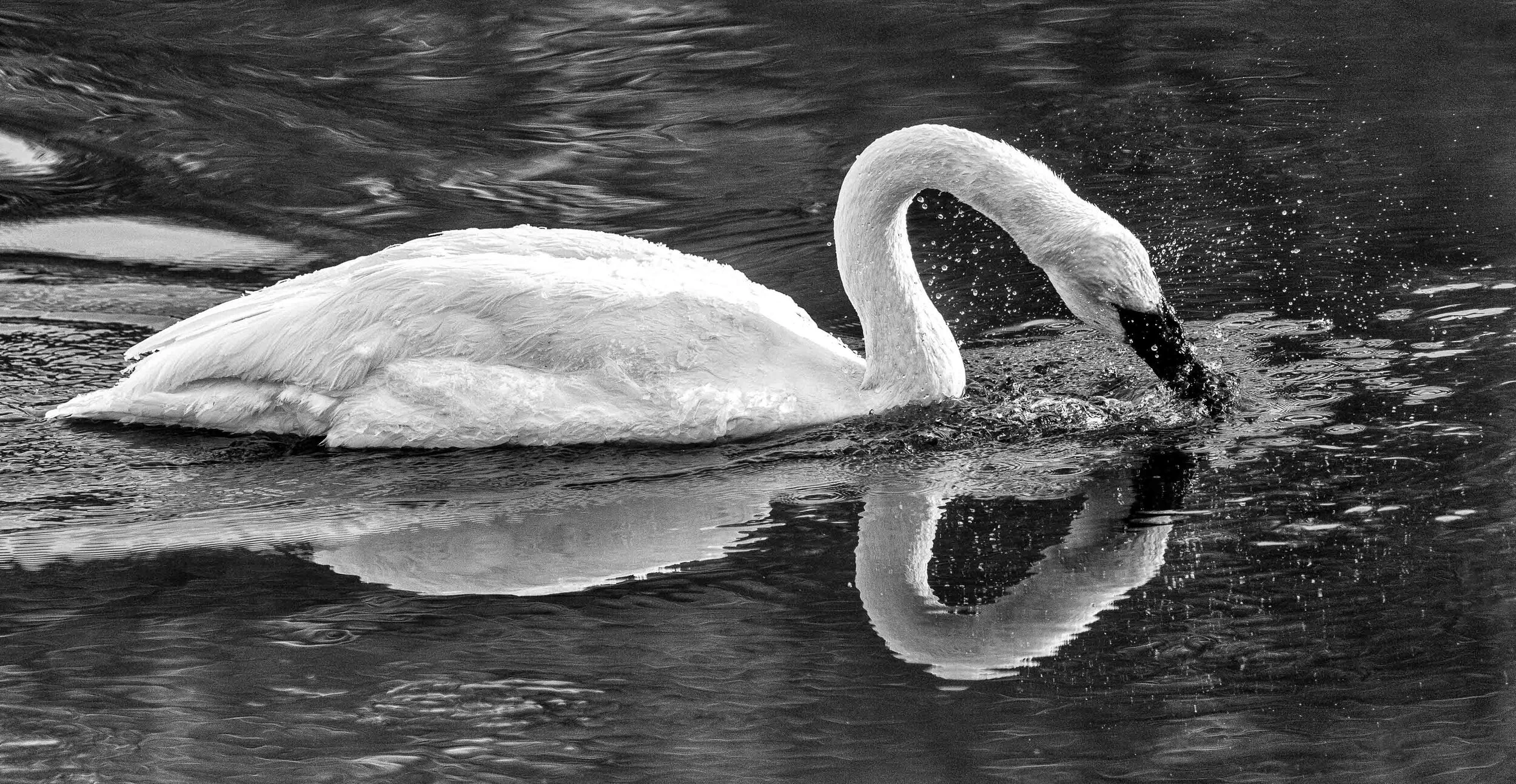 Trumpeter Swan - Yellowstone Winter
