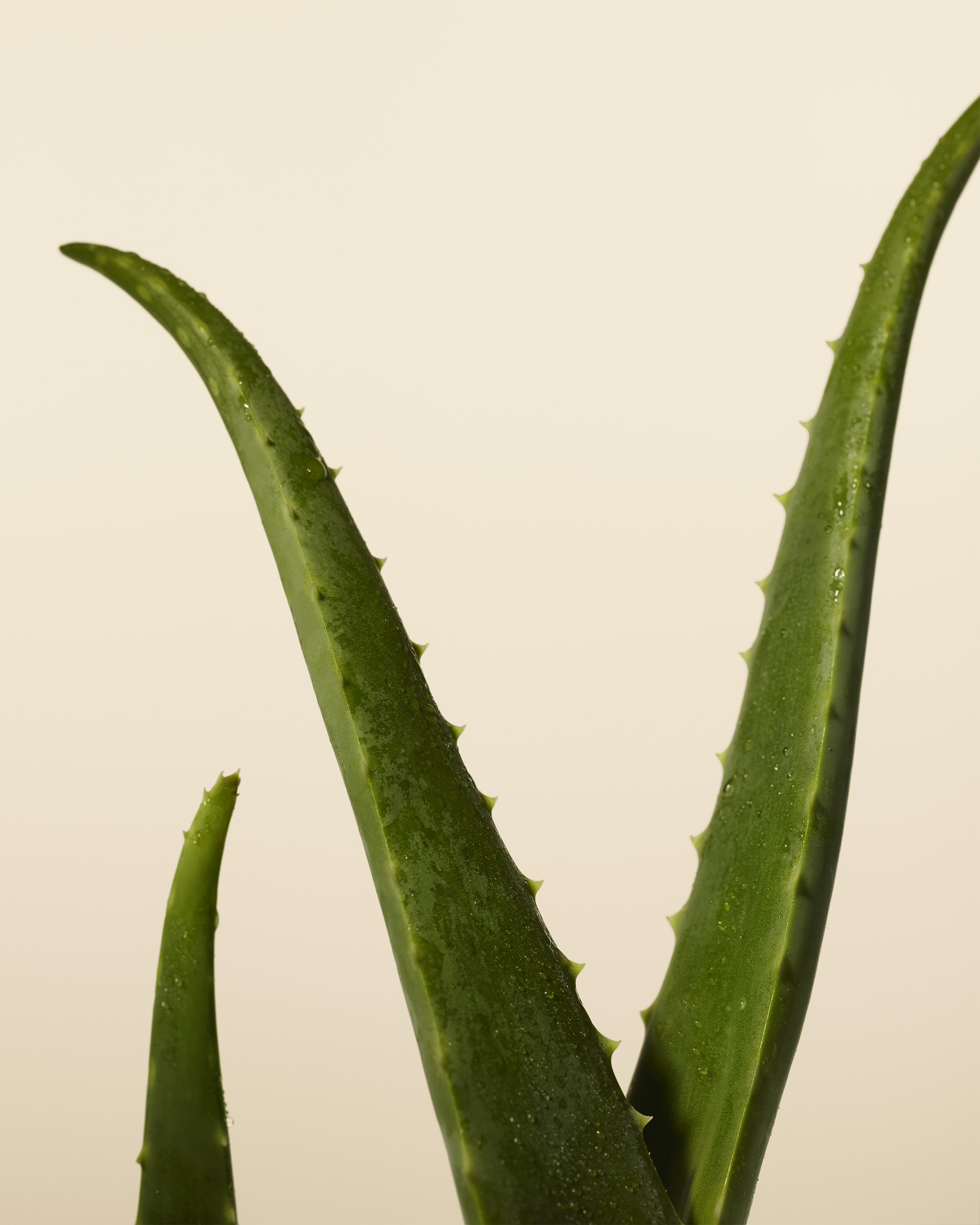 Aloe-4x5.jpg