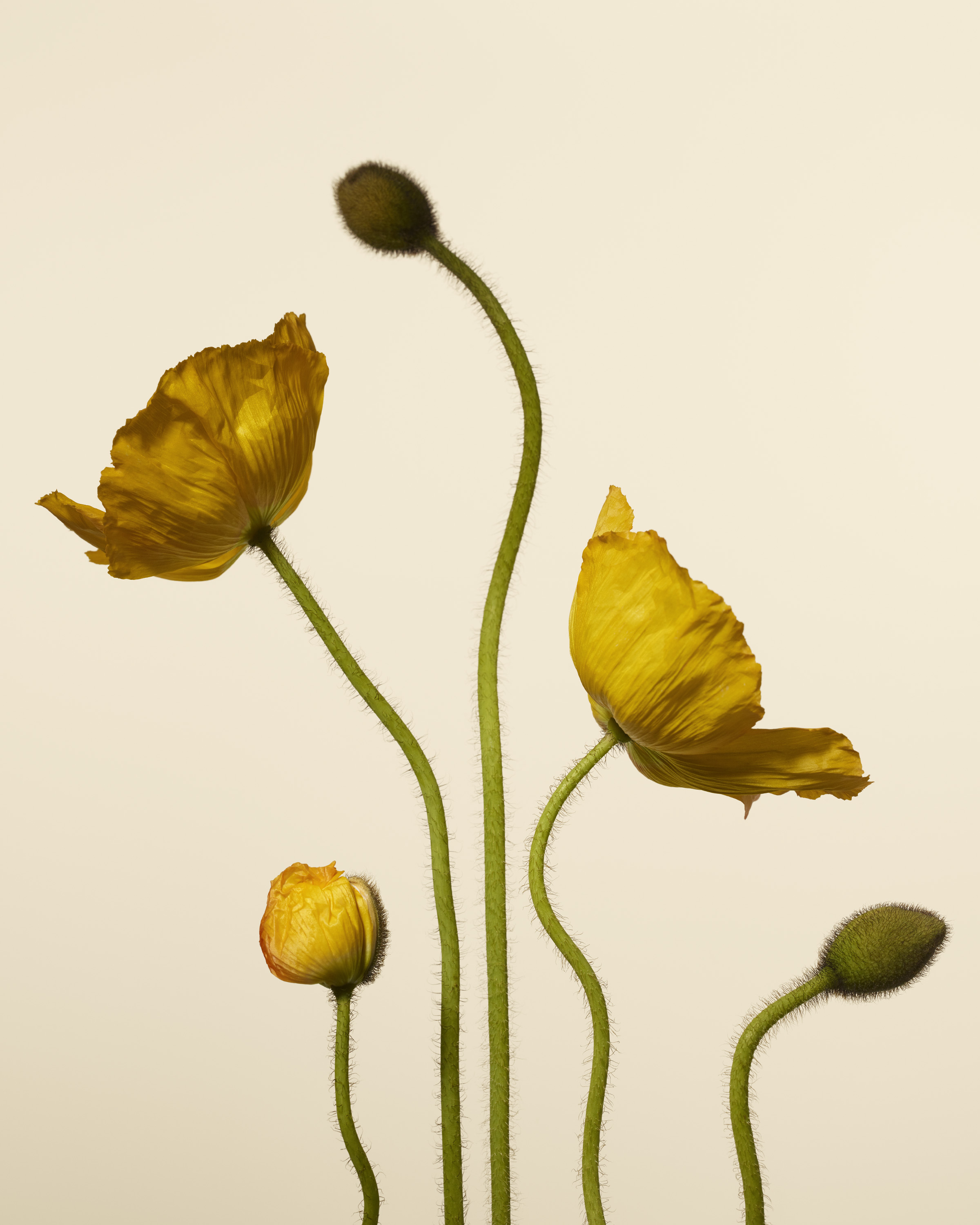 Poppies-4x5.jpg