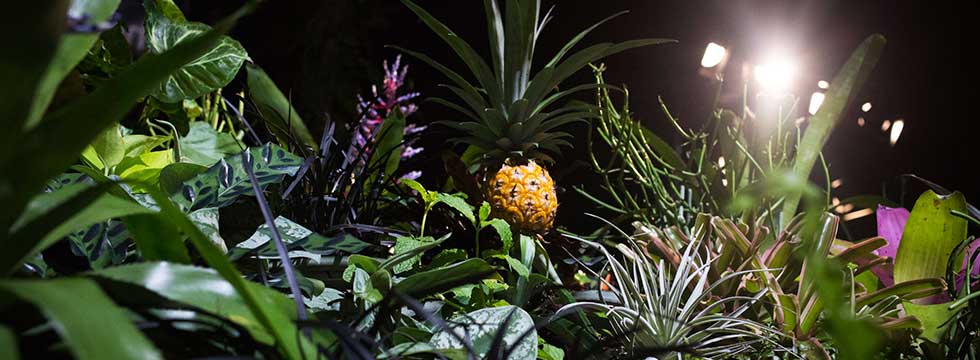 Preview Events - The Lowline Lab - garden - pineapple.jpg