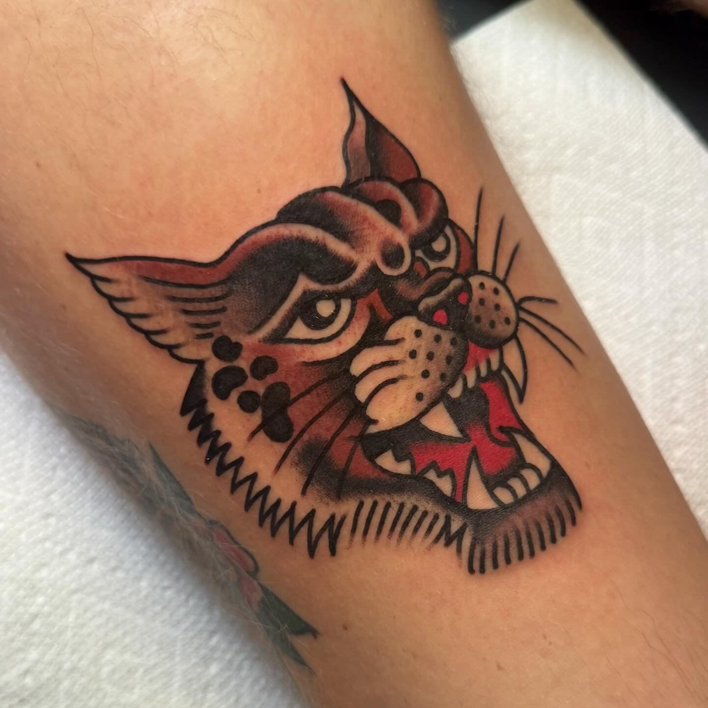 Thank you for the trust with this one Garret! 

Bobcat made to last @keepsakeokc 

Book yours now, Tuesday-Friday, at 11am and 3pm, walk-ins on Saturdays!

#tattooflash #classictattoo #vintagetattoo #traditionaltattooflash #tattoo #tattoos #oklahoma 