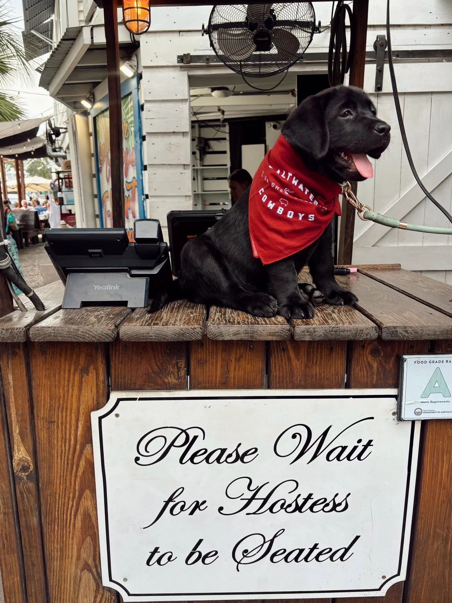 Join the SWC fam&hellip; We are hiring hostesses!
Drop in to apply. 🤠🐾💙