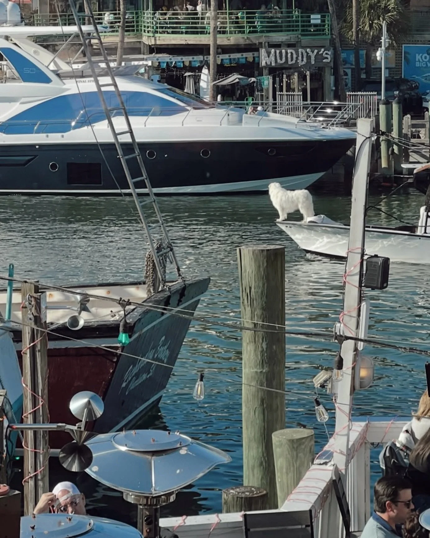 Salty views 🐾🚤🤠

📸: @_annavaz