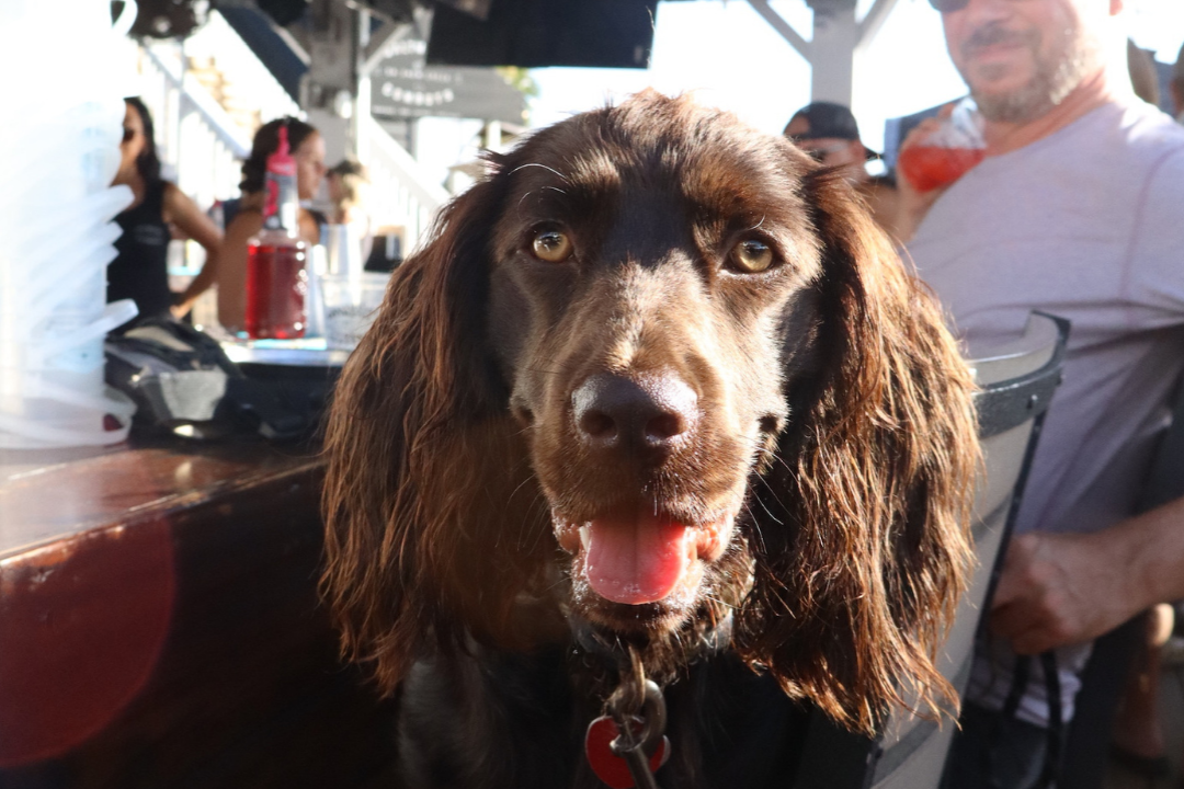 4 Reasons Your Dog Will Love SWC