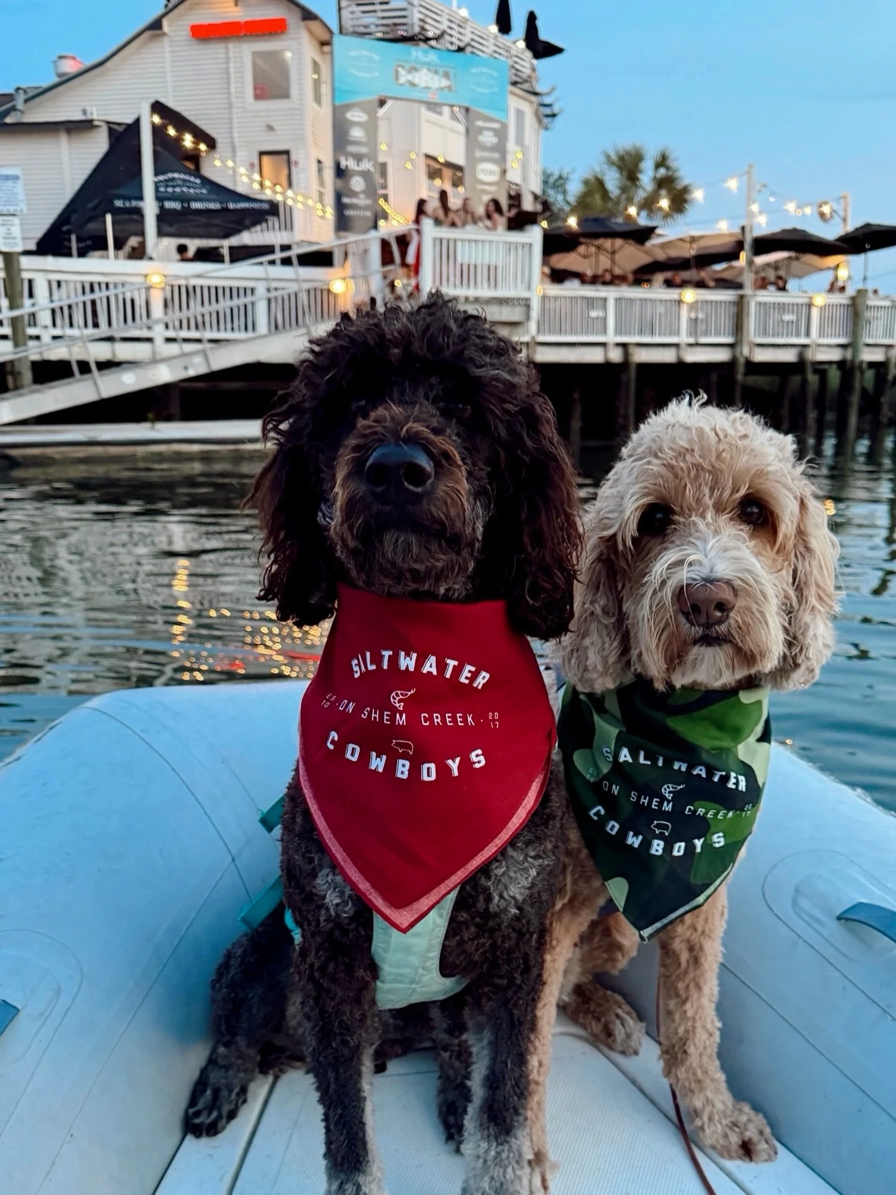 Two cowboys walk into a bar&hellip; 🐾🌊🤠

📸: @sailing.whisper