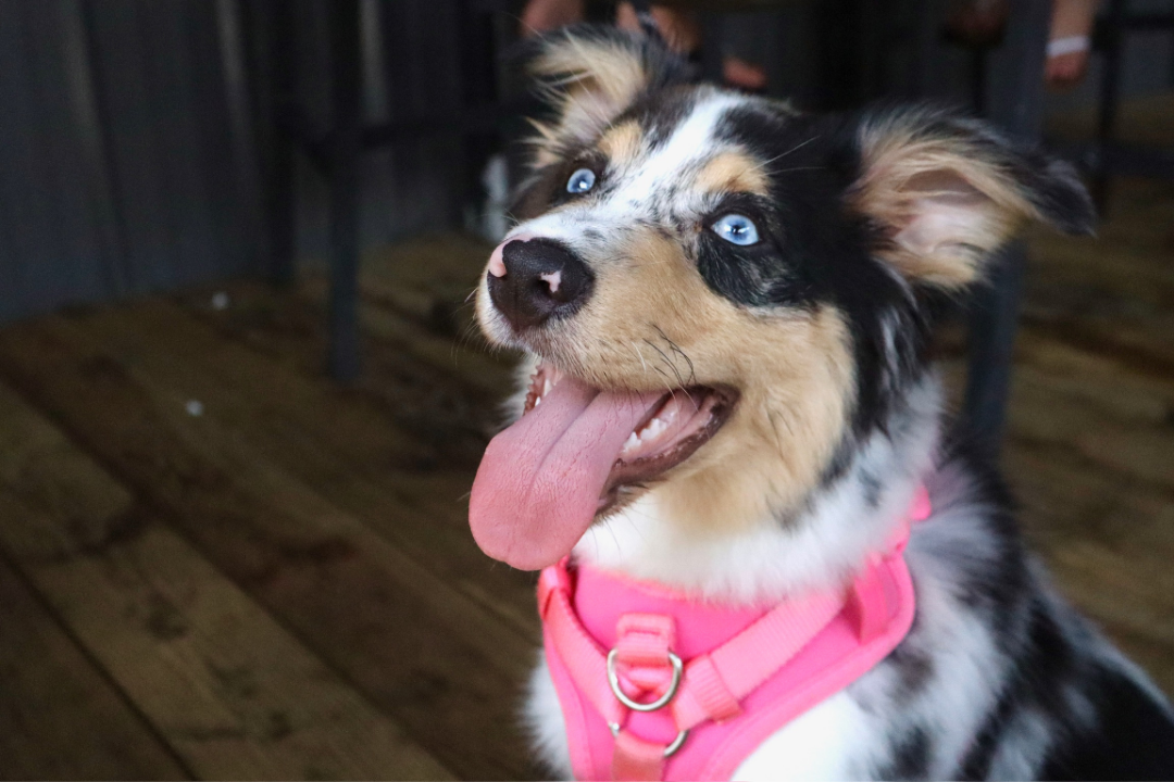 Charleston Is Our Favorite Dog-Friendly City