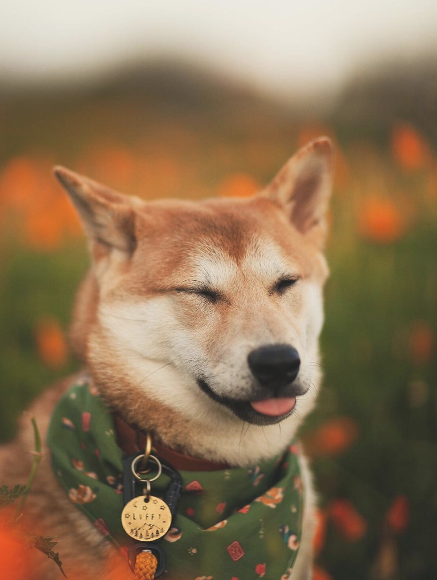 shiba inu handkerchief