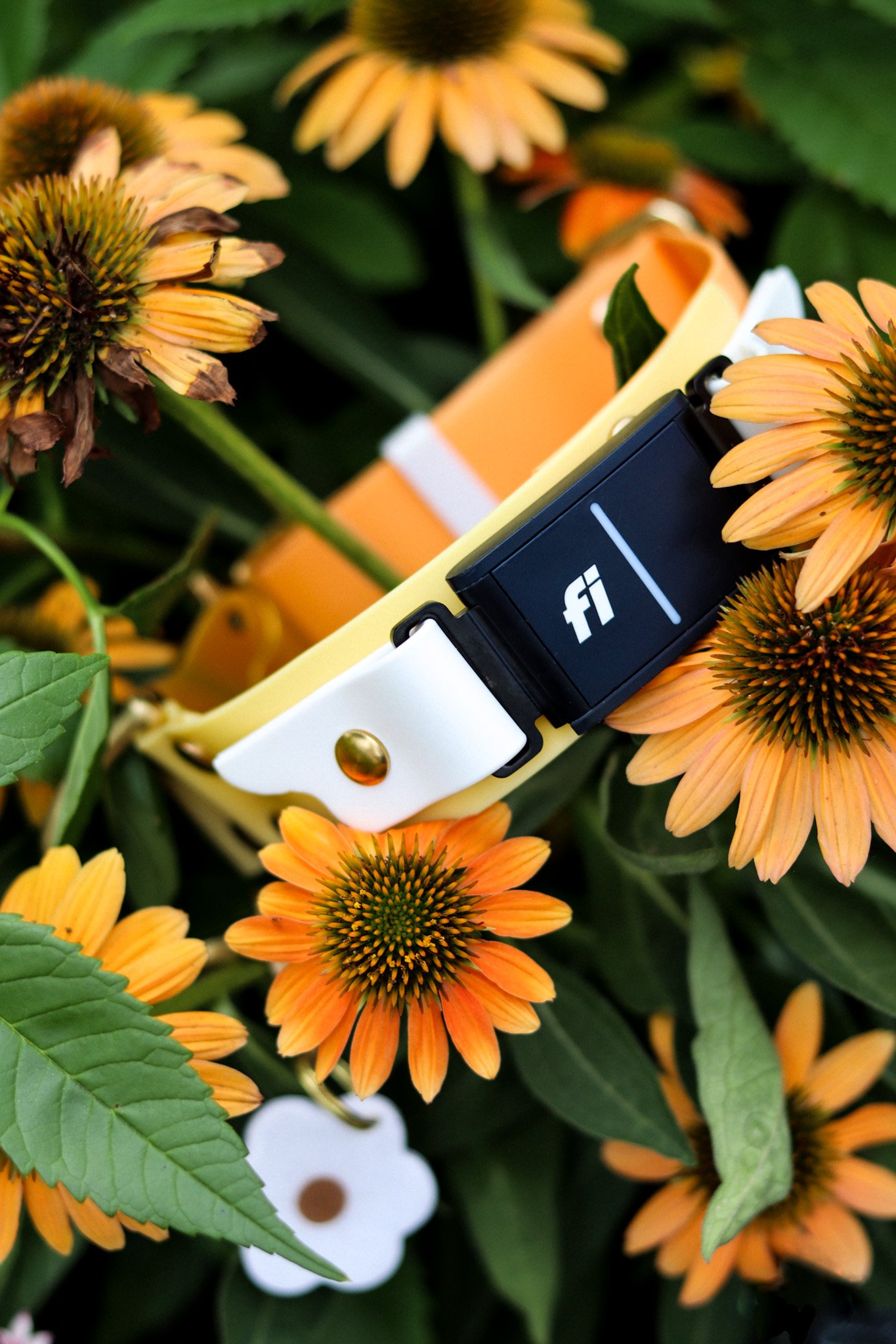 Fi Collar Bans — le shoob