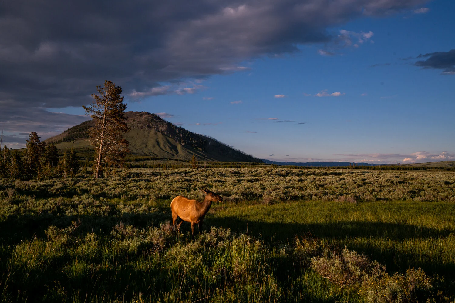 Elk In Yellowstone copy.jpg