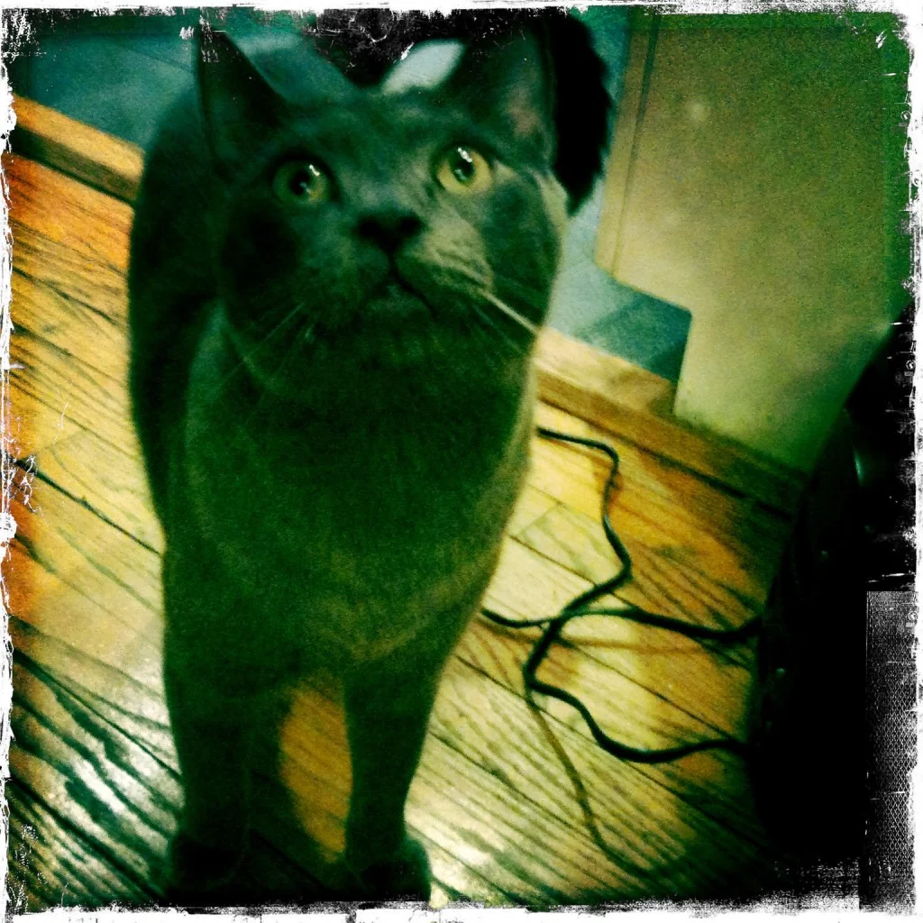 hip cats and concerts...