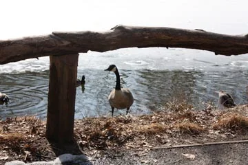 goose.jpg