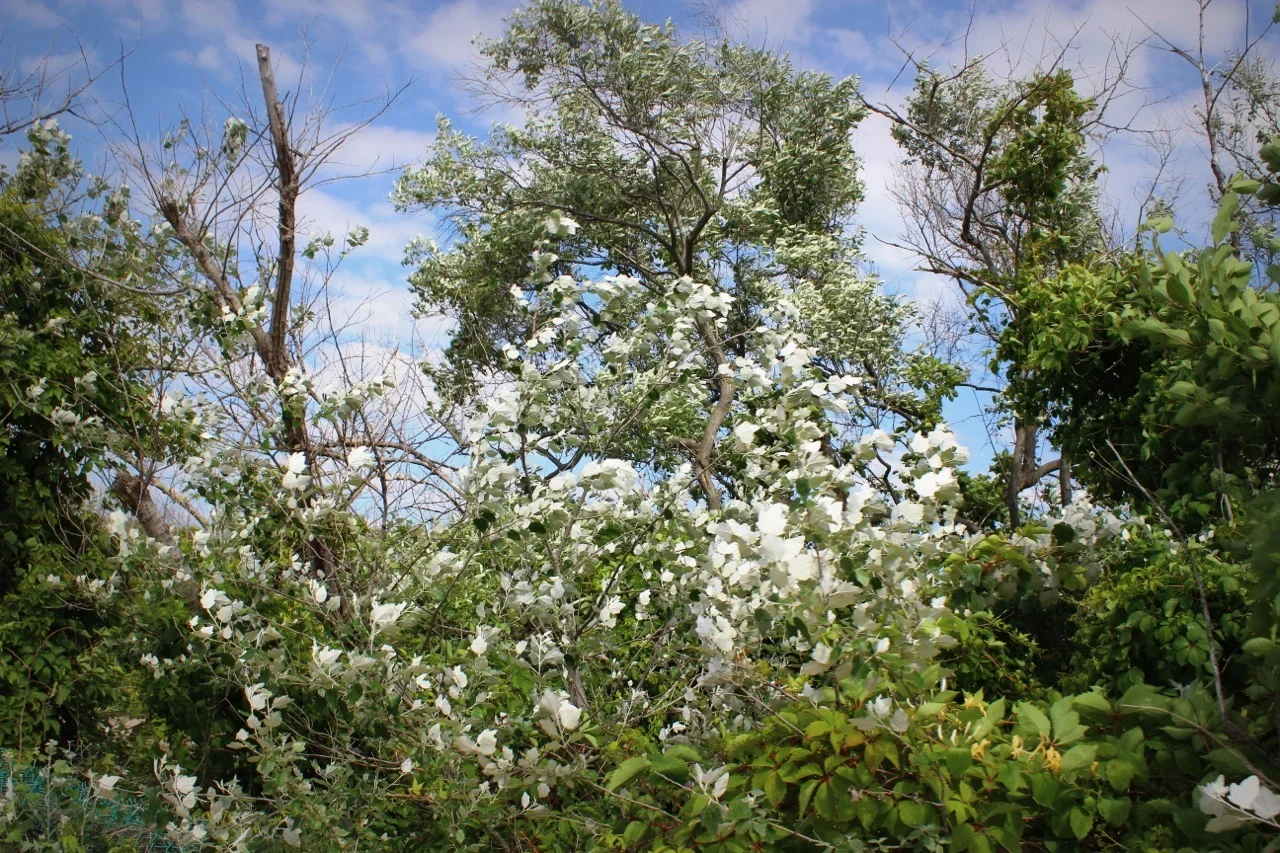 IMG_6866.jpg