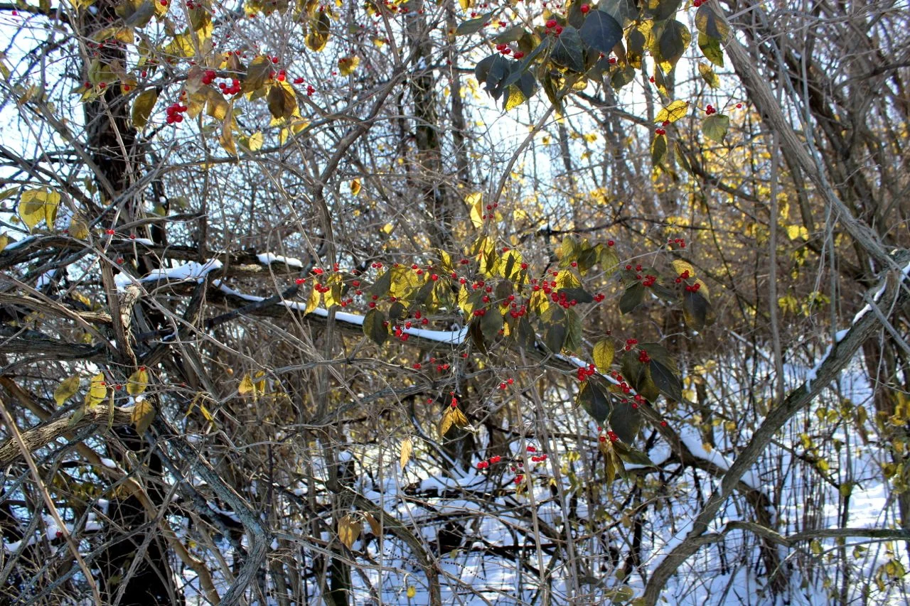 IMG_7407.jpg