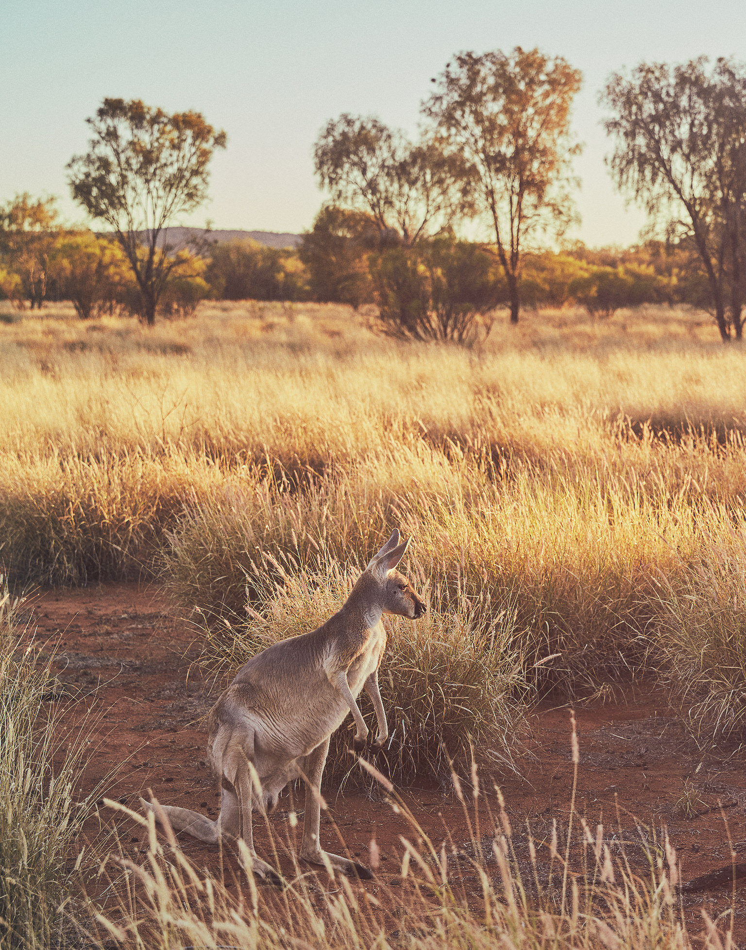 outback01.jpg